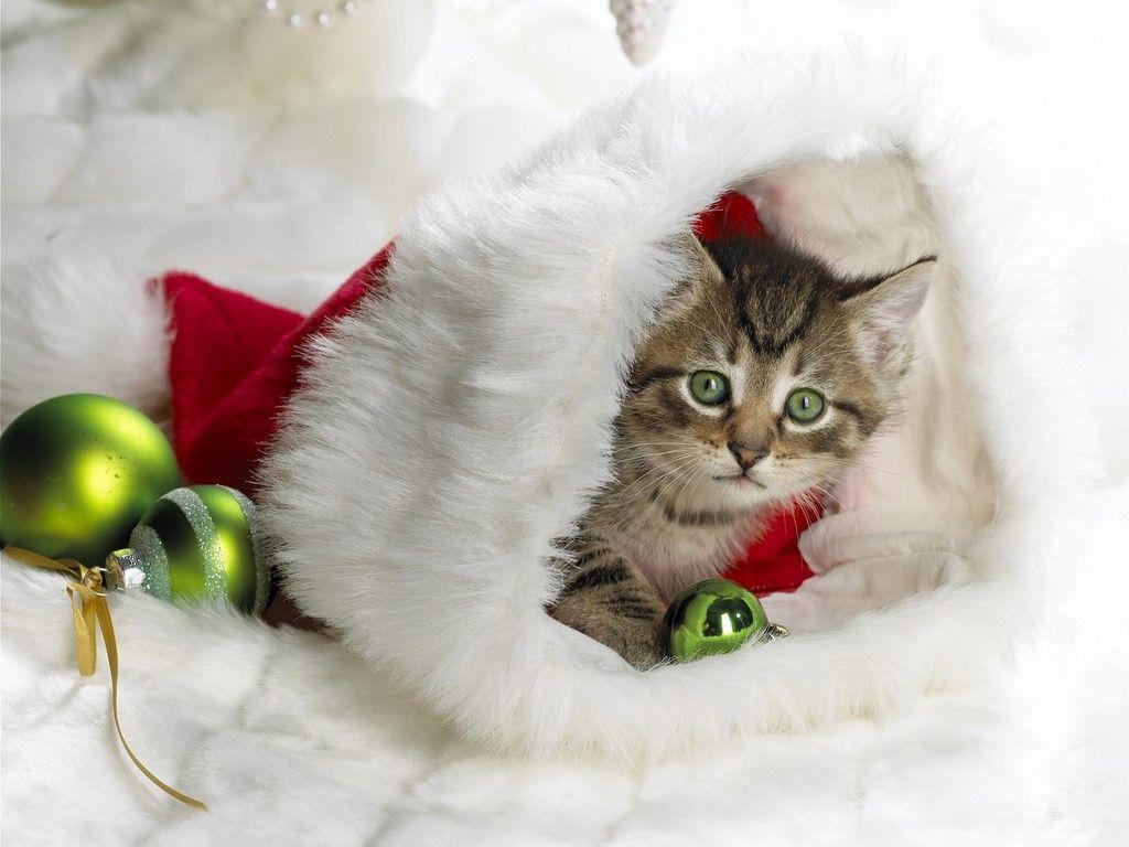 Cute Baby Animals Wallpapers - Kitten In A Stocking - HD Wallpaper 