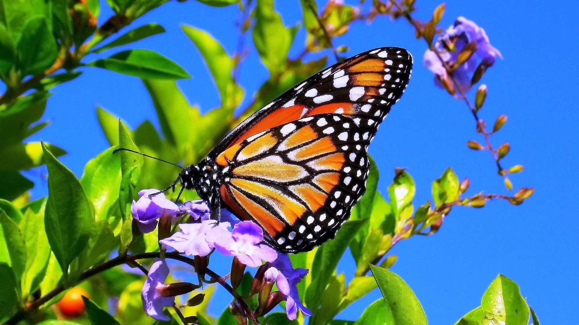 Beautiful Butterfly On Flower Wallpaper - Butterfly Sitting On Flower - HD Wallpaper 