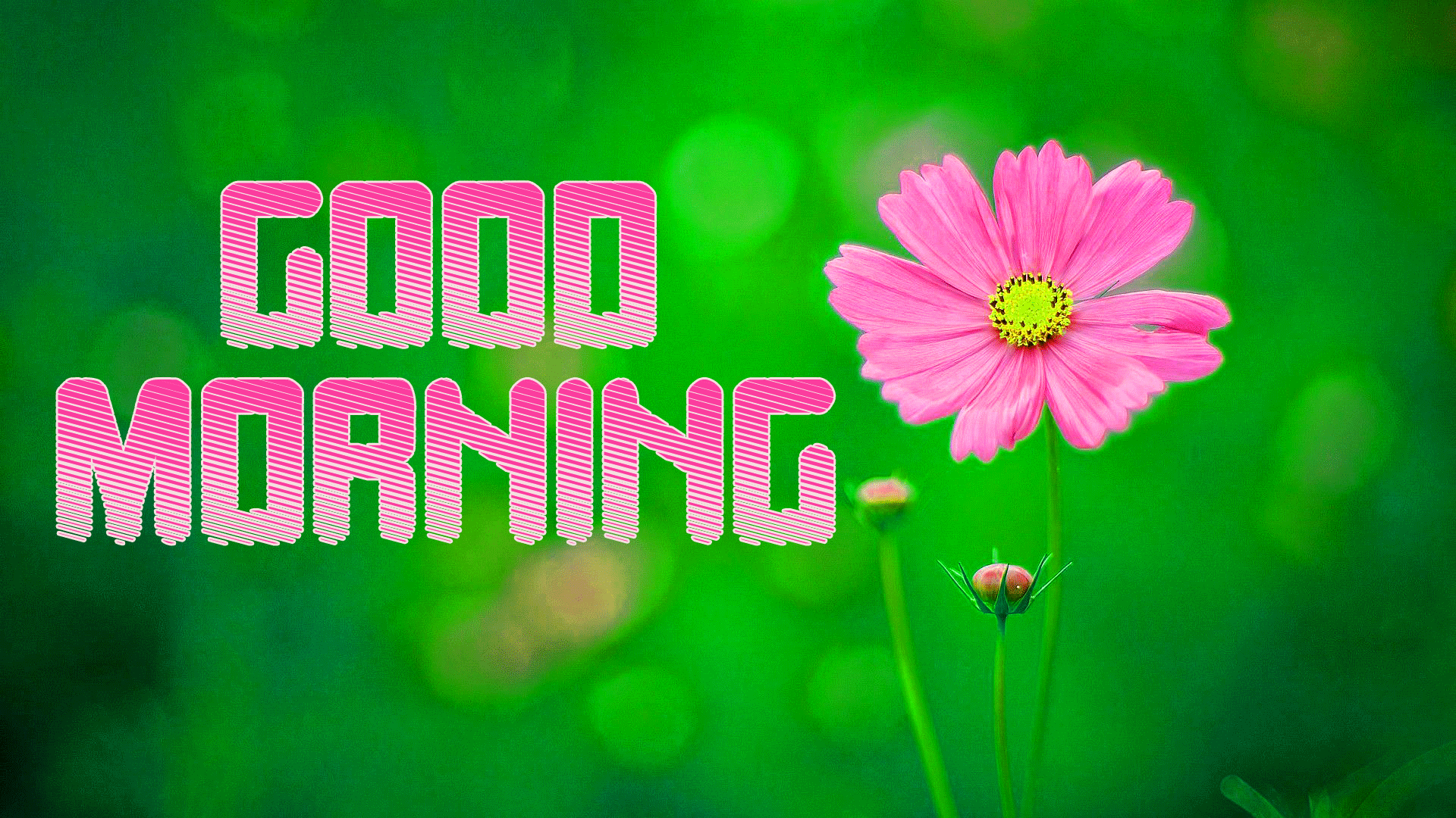 Garden Cosmos - HD Wallpaper 