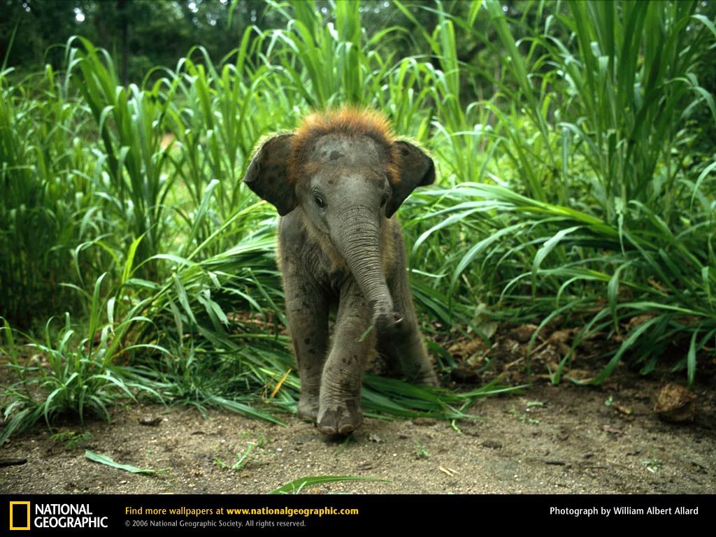 Tropical Evergreen Forest Elephant - HD Wallpaper 