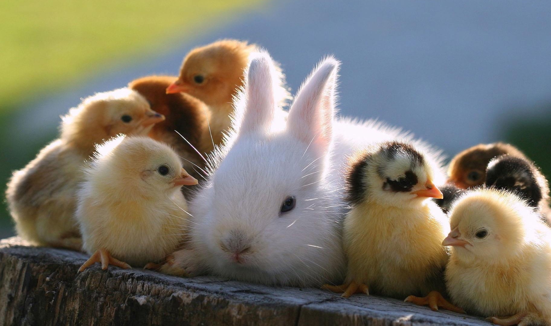 Baby Chicken And Bunny - HD Wallpaper 