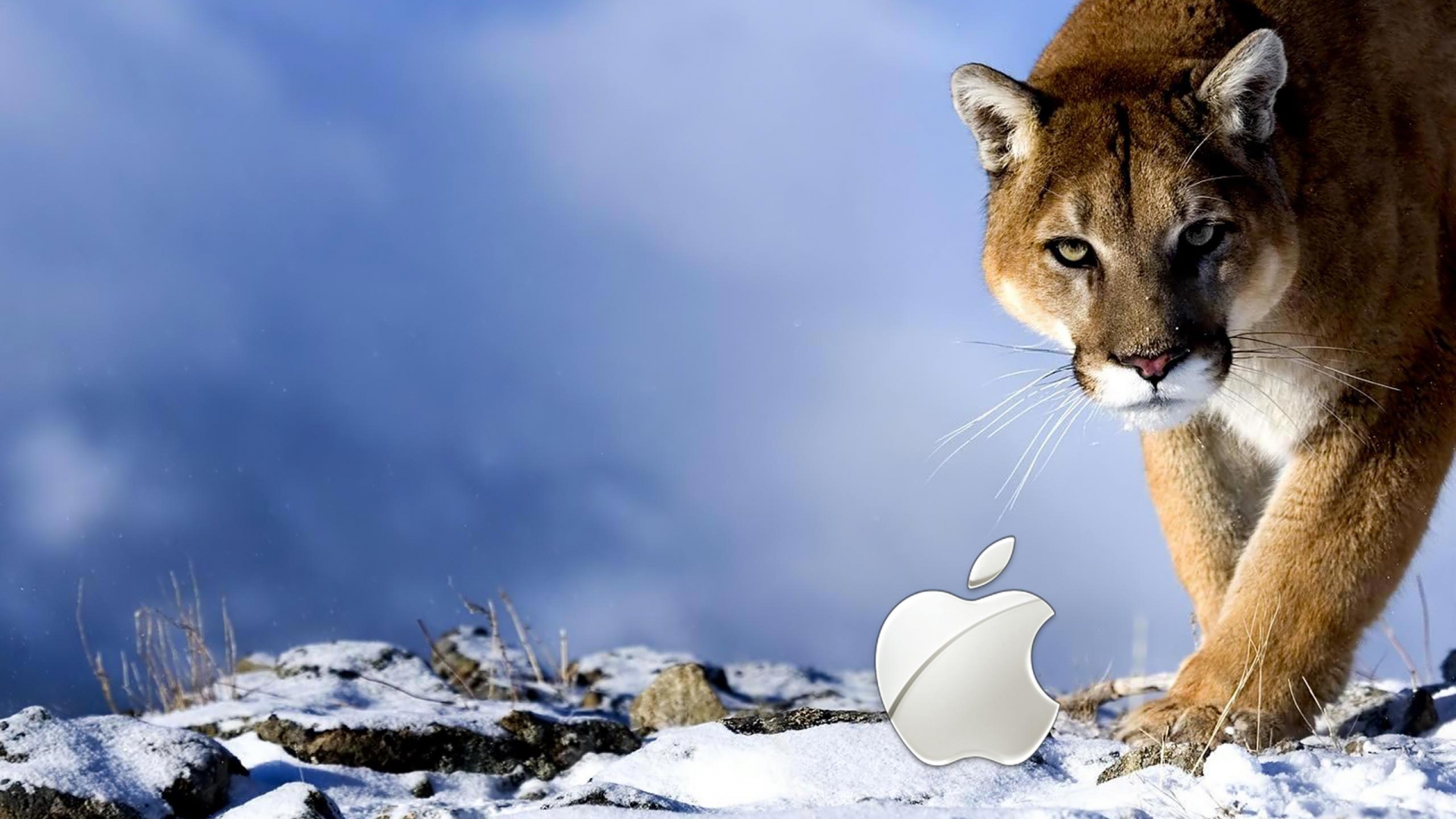 Apple Hd Wallpaper Collection For Free Download - Animal Background Pictures For Desktop - HD Wallpaper 