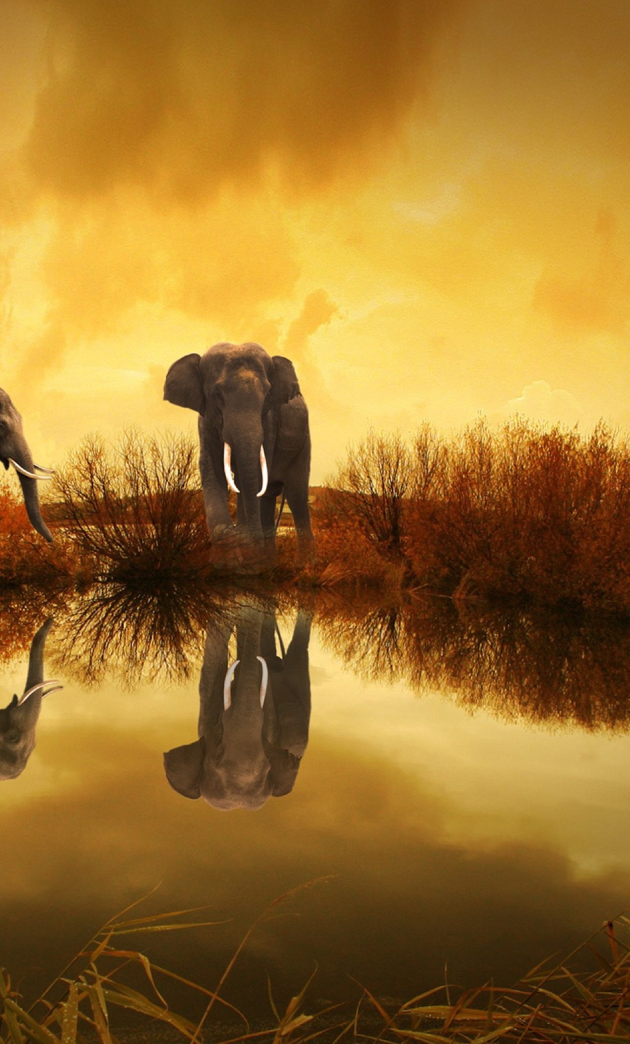 Elephant 1080 X 2160 - HD Wallpaper 