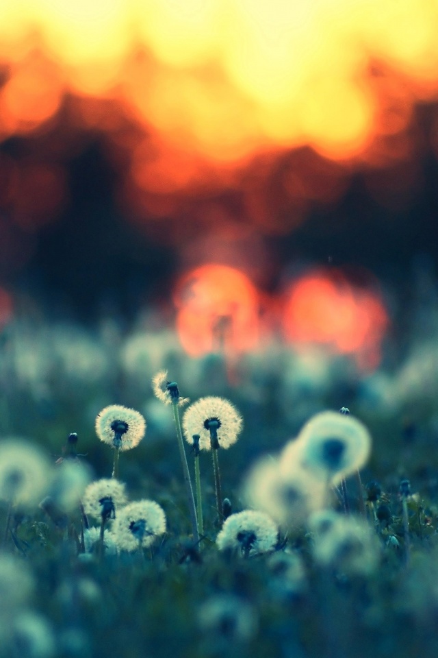 Great Quality Iphone Backgrounds - HD Wallpaper 