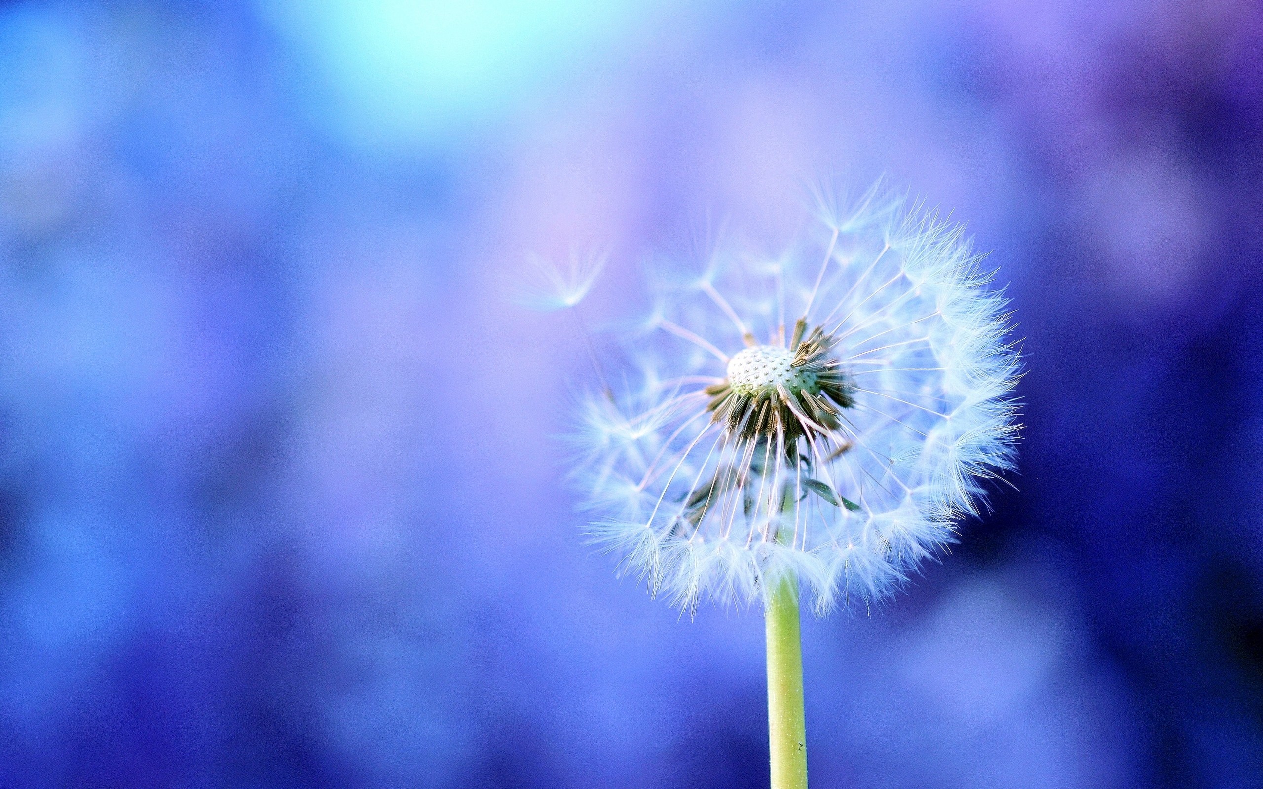 2560x1600, Blowing Dandelion Wallpaper 7 
 Data Id - Dandelion Background - HD Wallpaper 