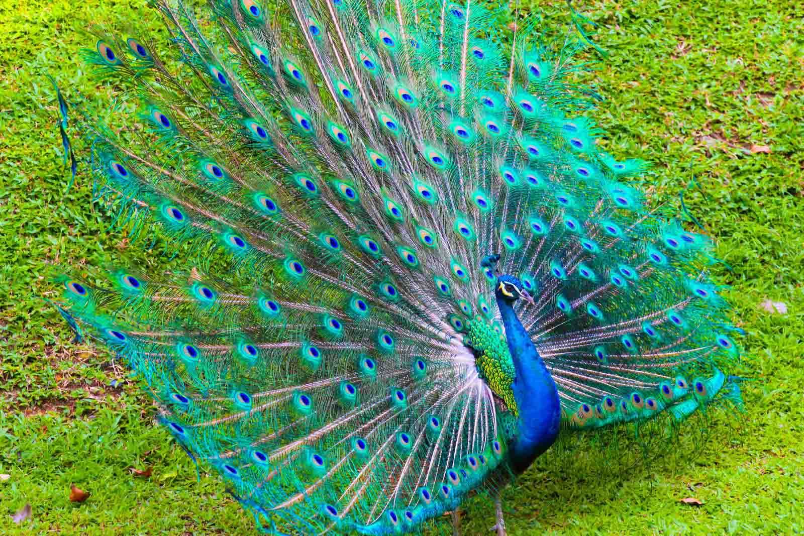 Peacock Images Hd Download - 1600x1067 Wallpaper Peacock Images Hd Download - 1600x1067 Wallpaper