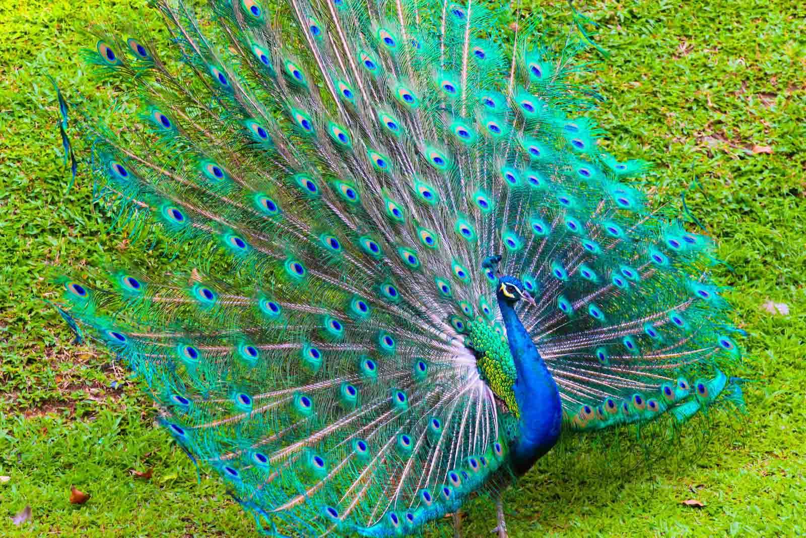 Peacock Images Hd Download - HD Wallpaper 