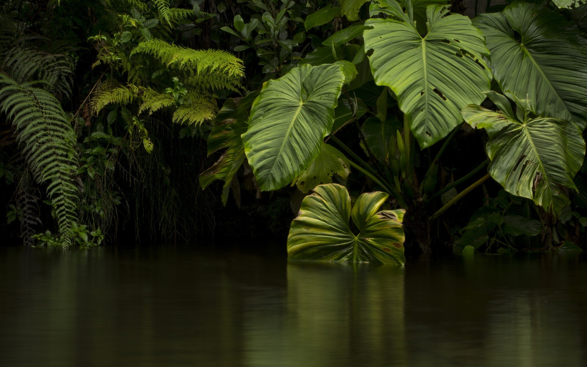 Wallpaper Jungle, Green Leaves, River, Water - Dschungel Hintergrundbilder - HD Wallpaper 