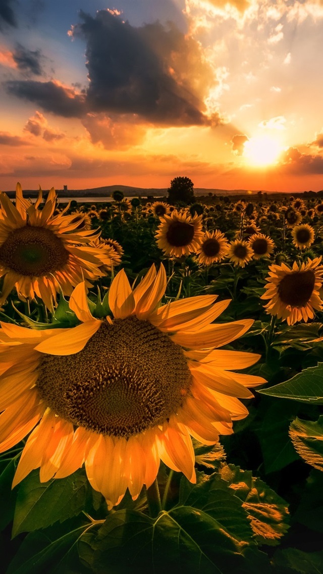 Iphone Wallpaper Sunflowers, Sunset - Fondo De Pantalla Iphone Girasoles - HD Wallpaper 
