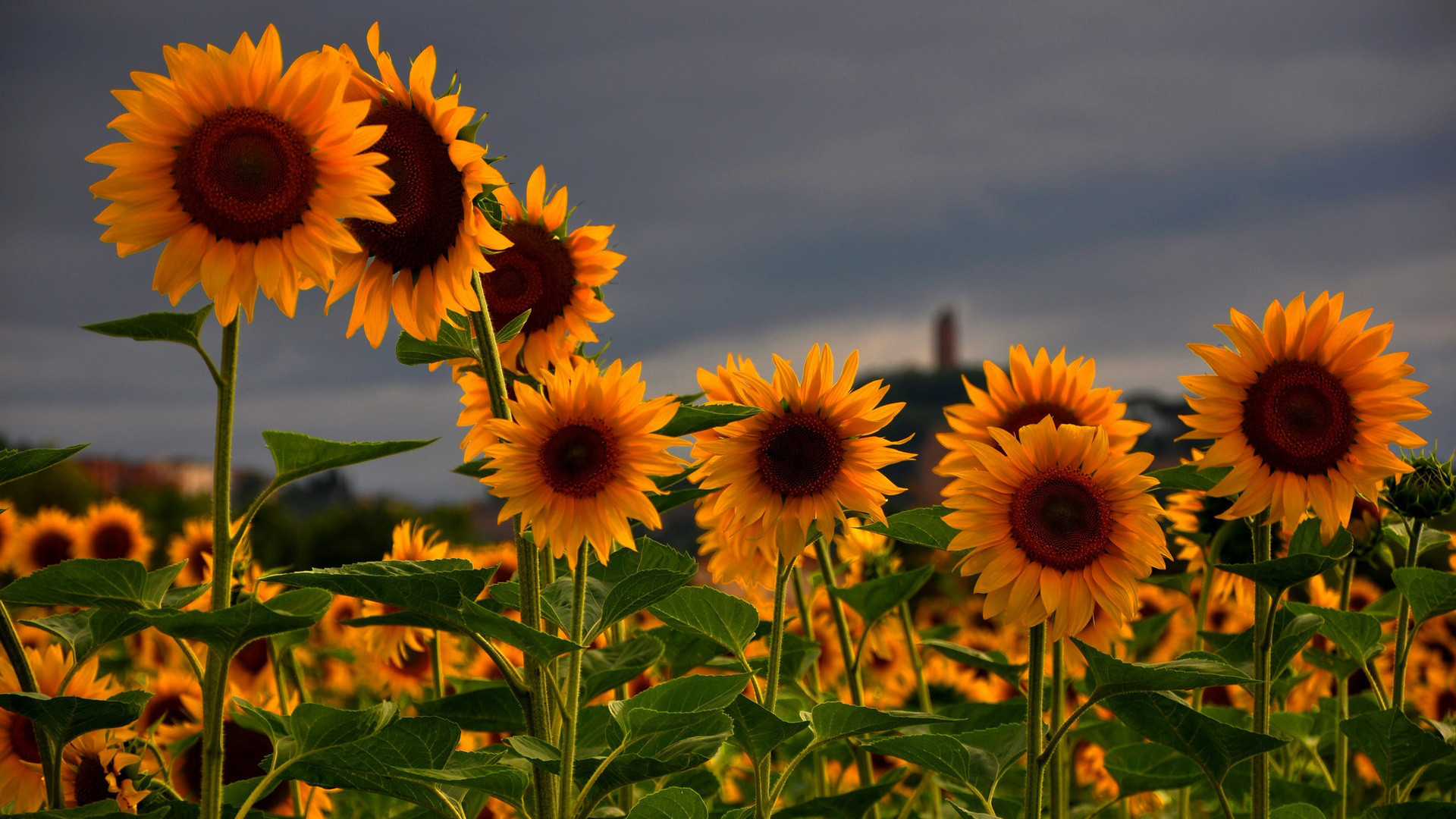 1920x1080, Sunflowers Wallpaper Wp60012370 
 Data Id - Sunflower Wallpaper Desktop - HD Wallpaper 