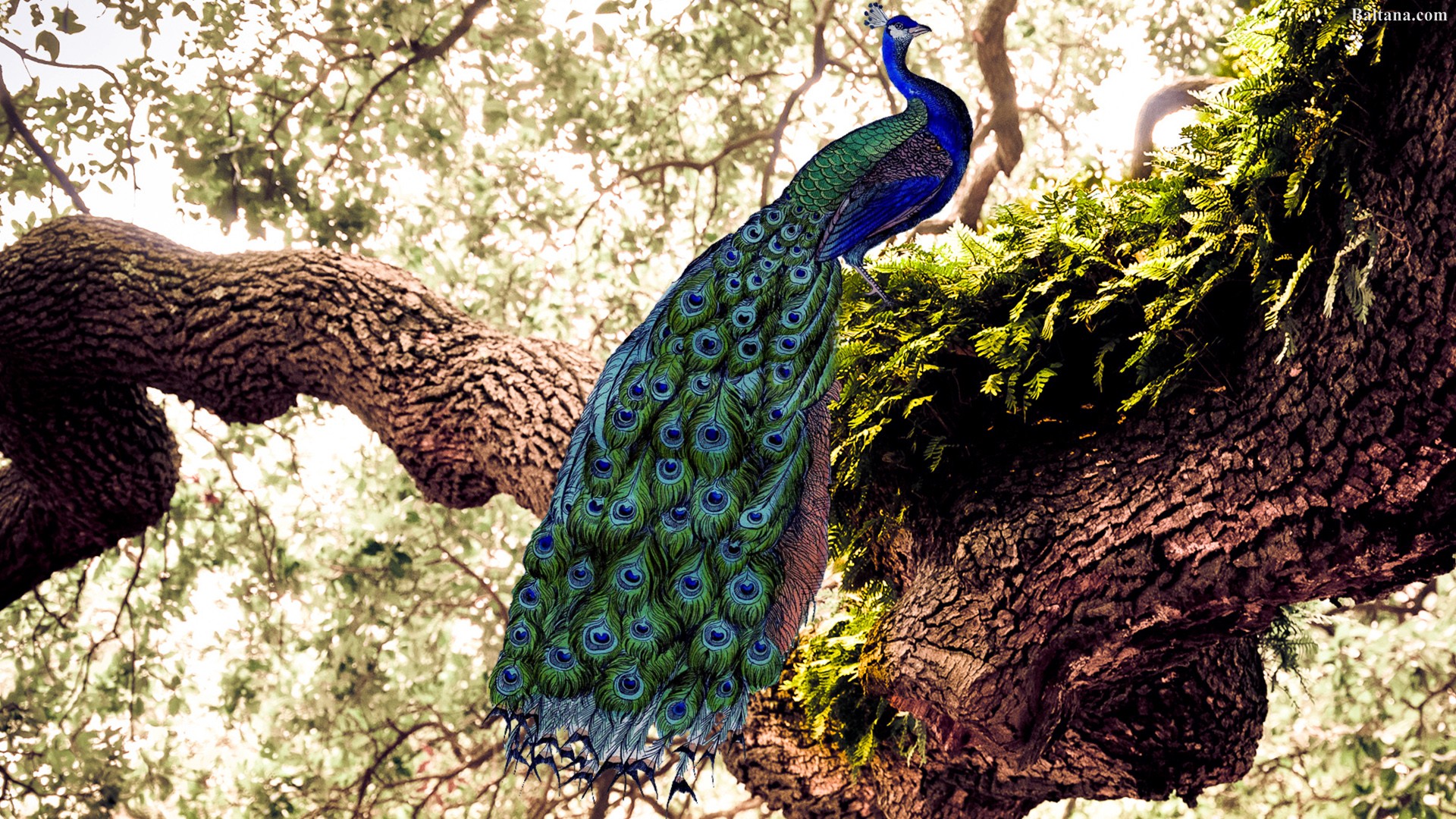 Peacock Hd Wallpapers - HD Wallpaper 