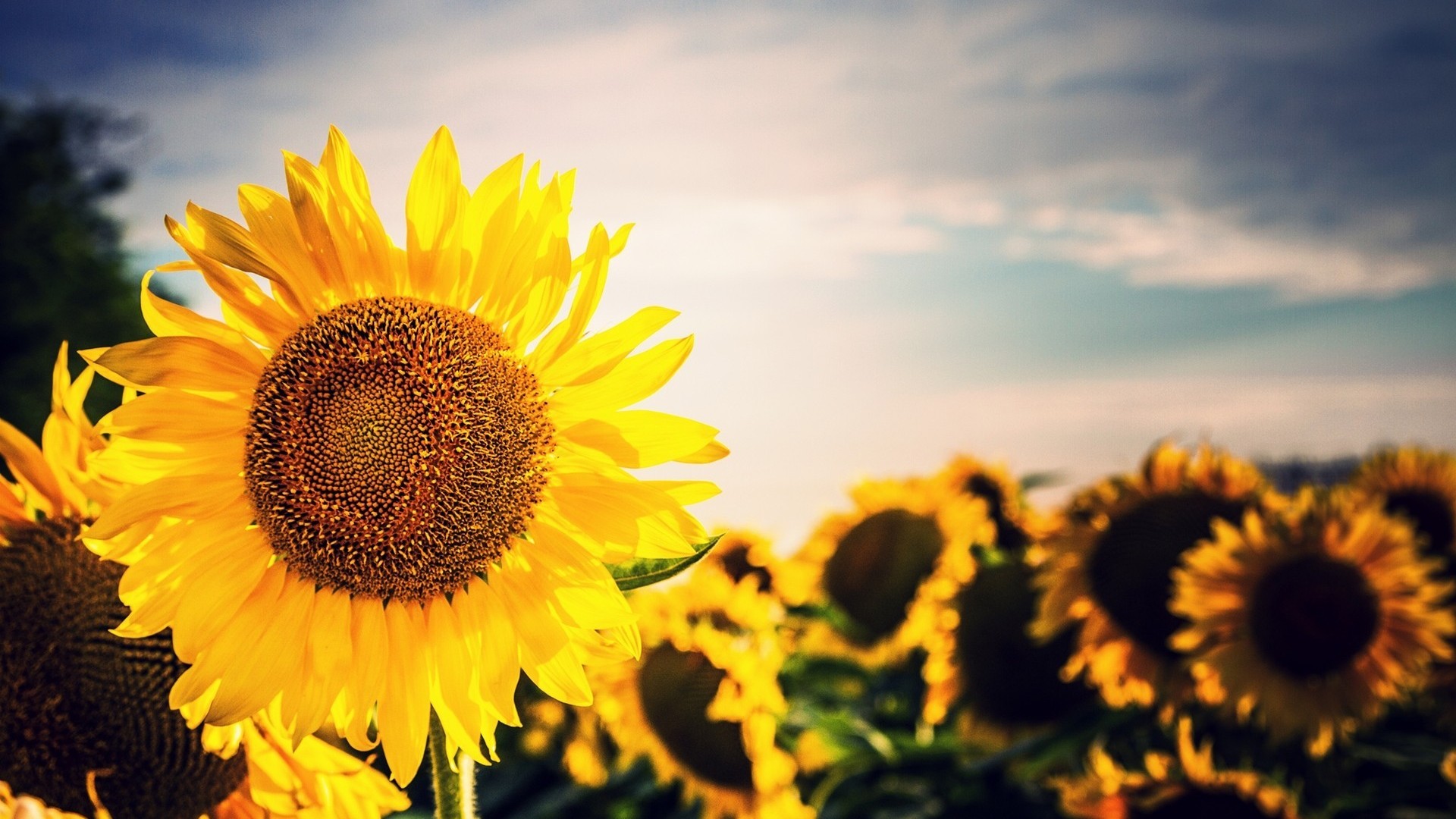 Hd Wallpapers Of Sunflowers - HD Wallpaper 