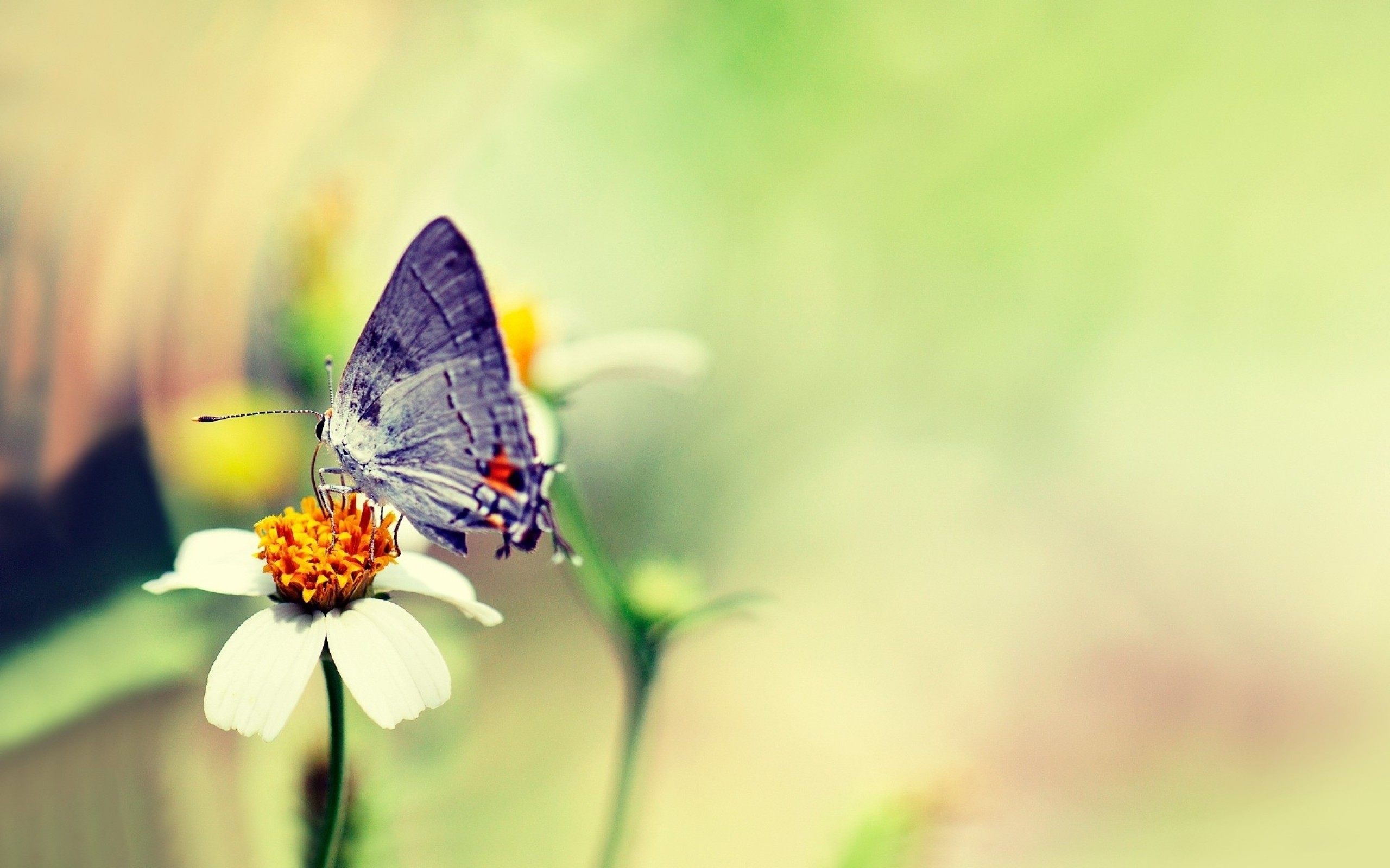 Butterfly On Flower Wallpaper - Flower Butterfly Nature Hd - HD Wallpaper 