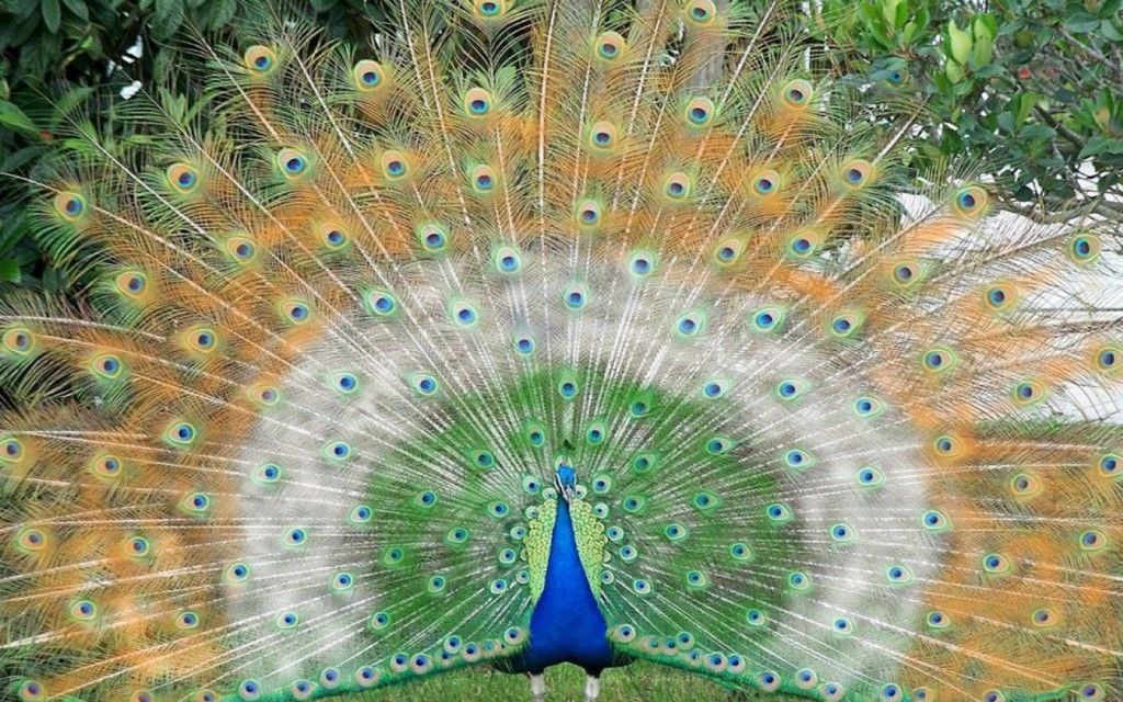 Peacock Hd Wallpaper - HD Wallpaper 