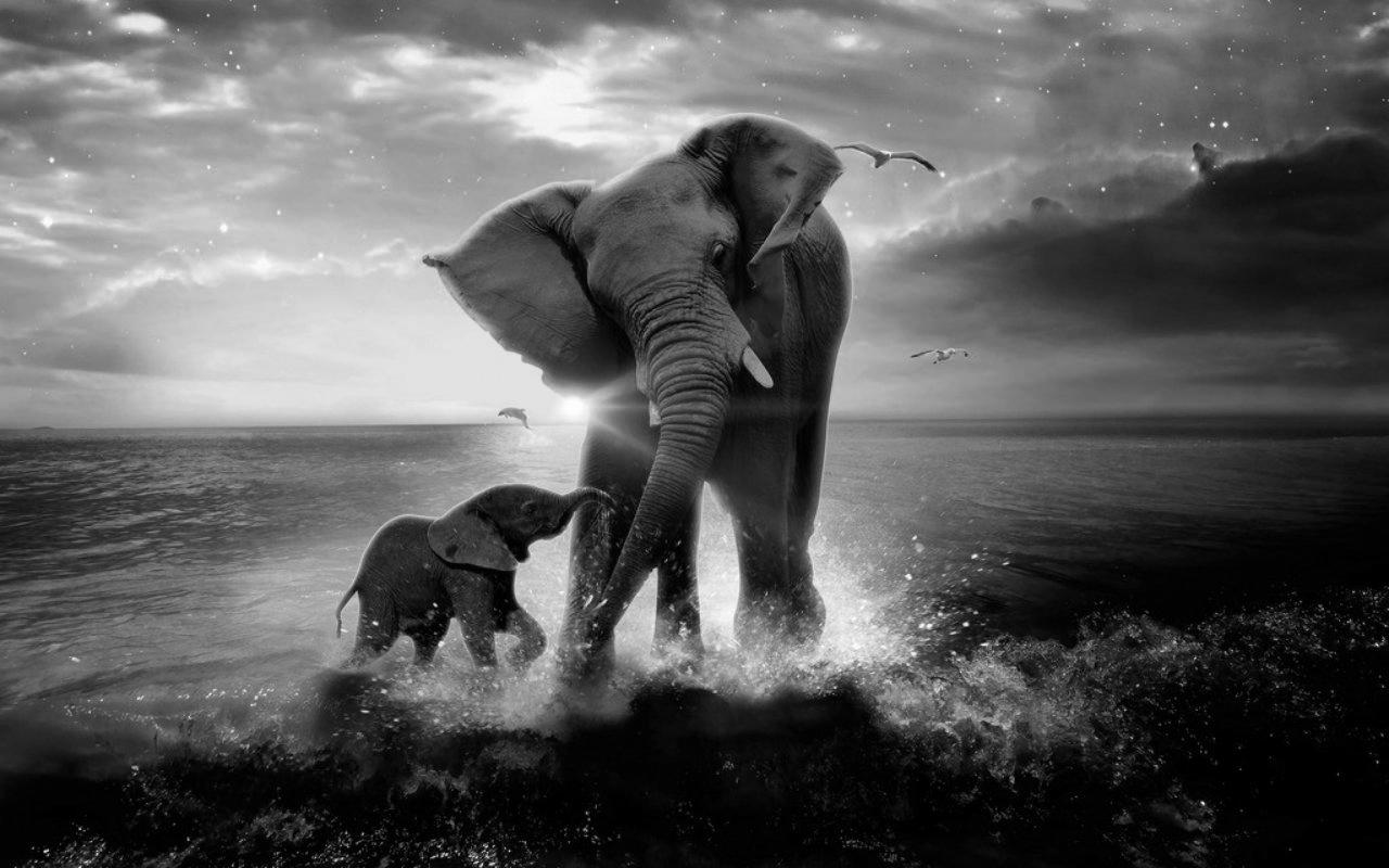Best Ideas About Elephant Wallpaper On Pinterest Elephant - Baby Cute Wallpaper Elephant - HD Wallpaper 
