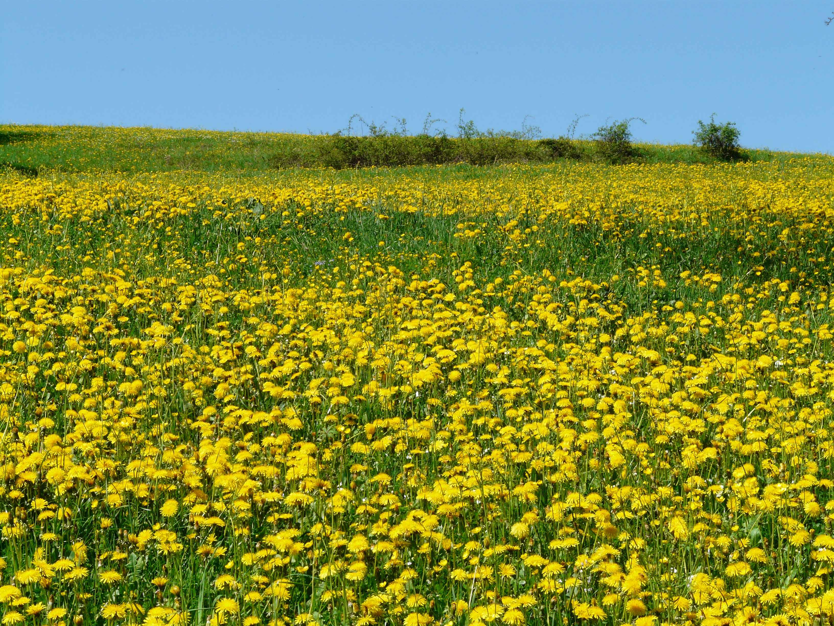 Dandelion Live Wallpaper - HD Wallpaper 