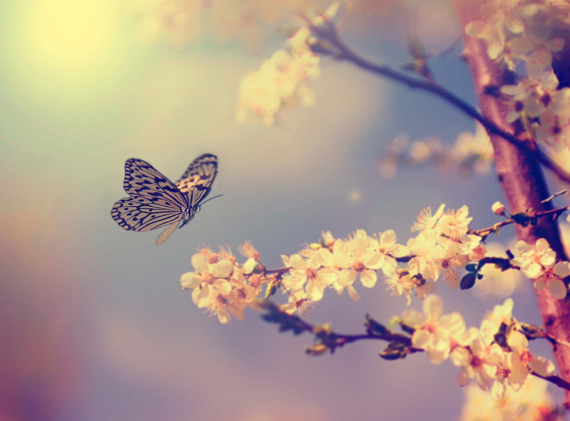 Butterflies And Blooming Cherry Blossoms - HD Wallpaper 