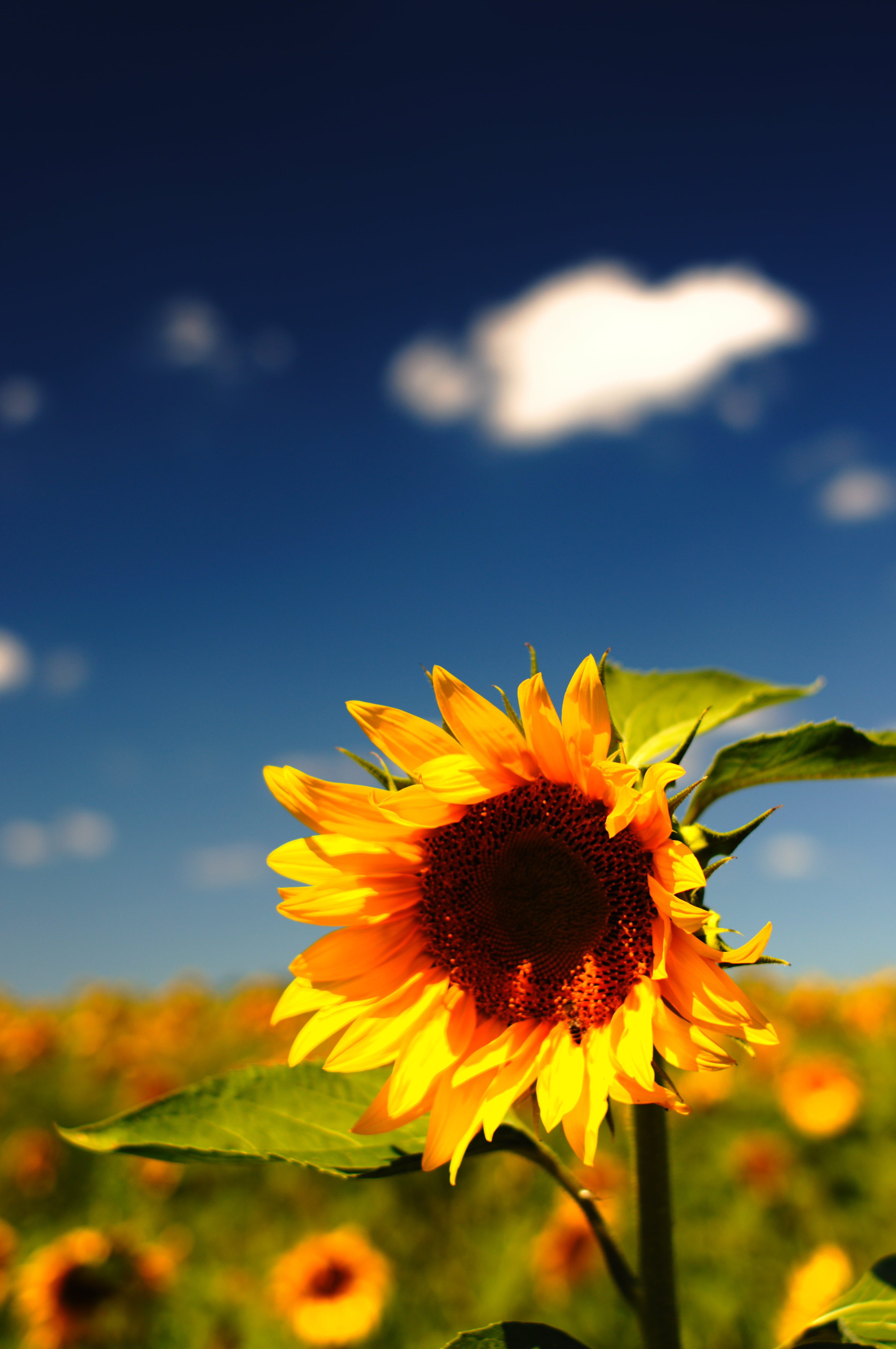 Sunflower Wallpaper Hd - HD Wallpaper 