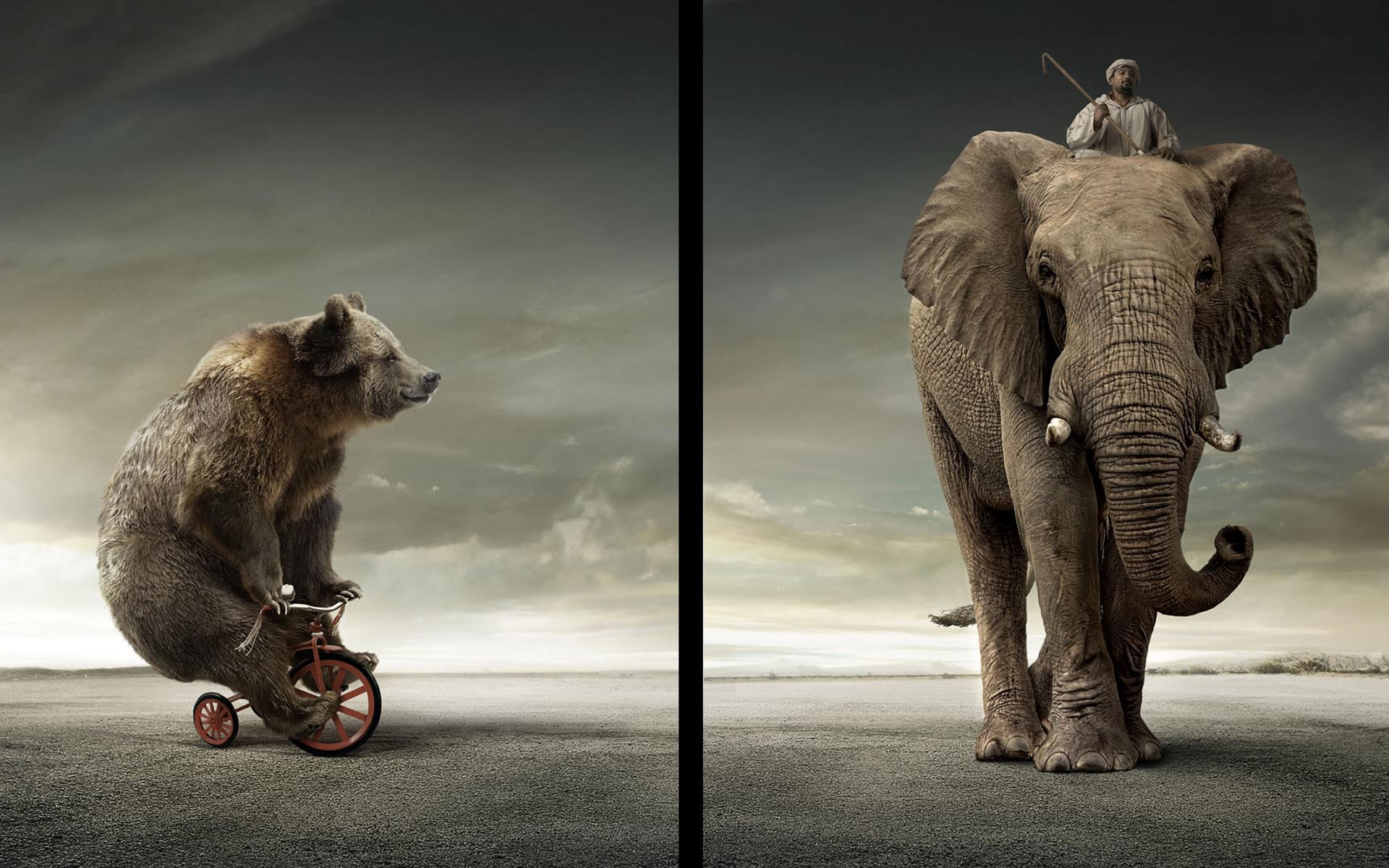 Hd Wallpapers Ursus Arctos And Elephant 3d Digital - Funny Bear Wallpaper Hd - HD Wallpaper 