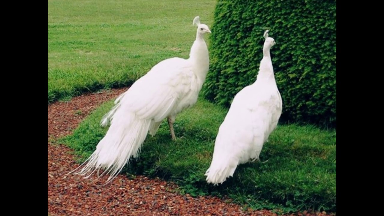 Peacock Photo Full Hd - HD Wallpaper 