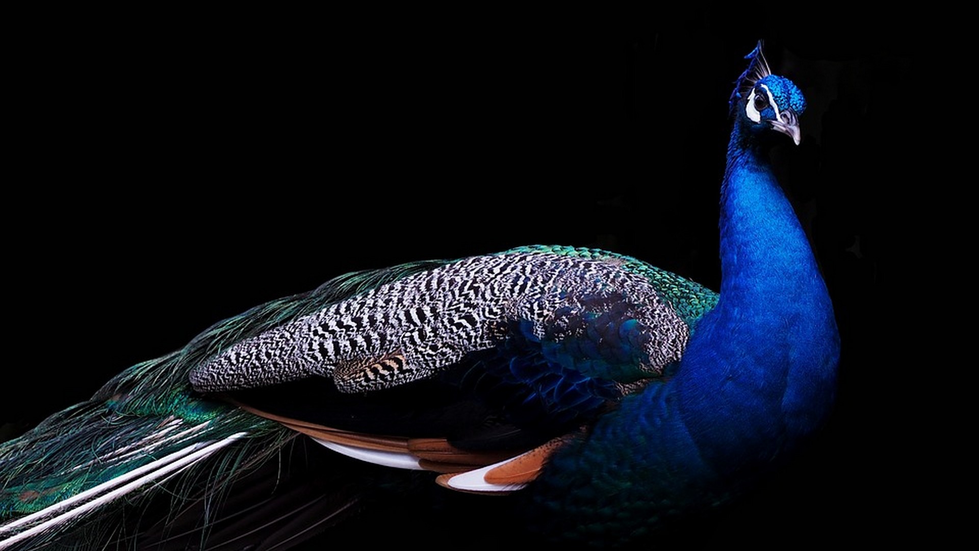 Hd Peacock Bird Wallpaper - Peacock With Dark Background - HD Wallpaper 