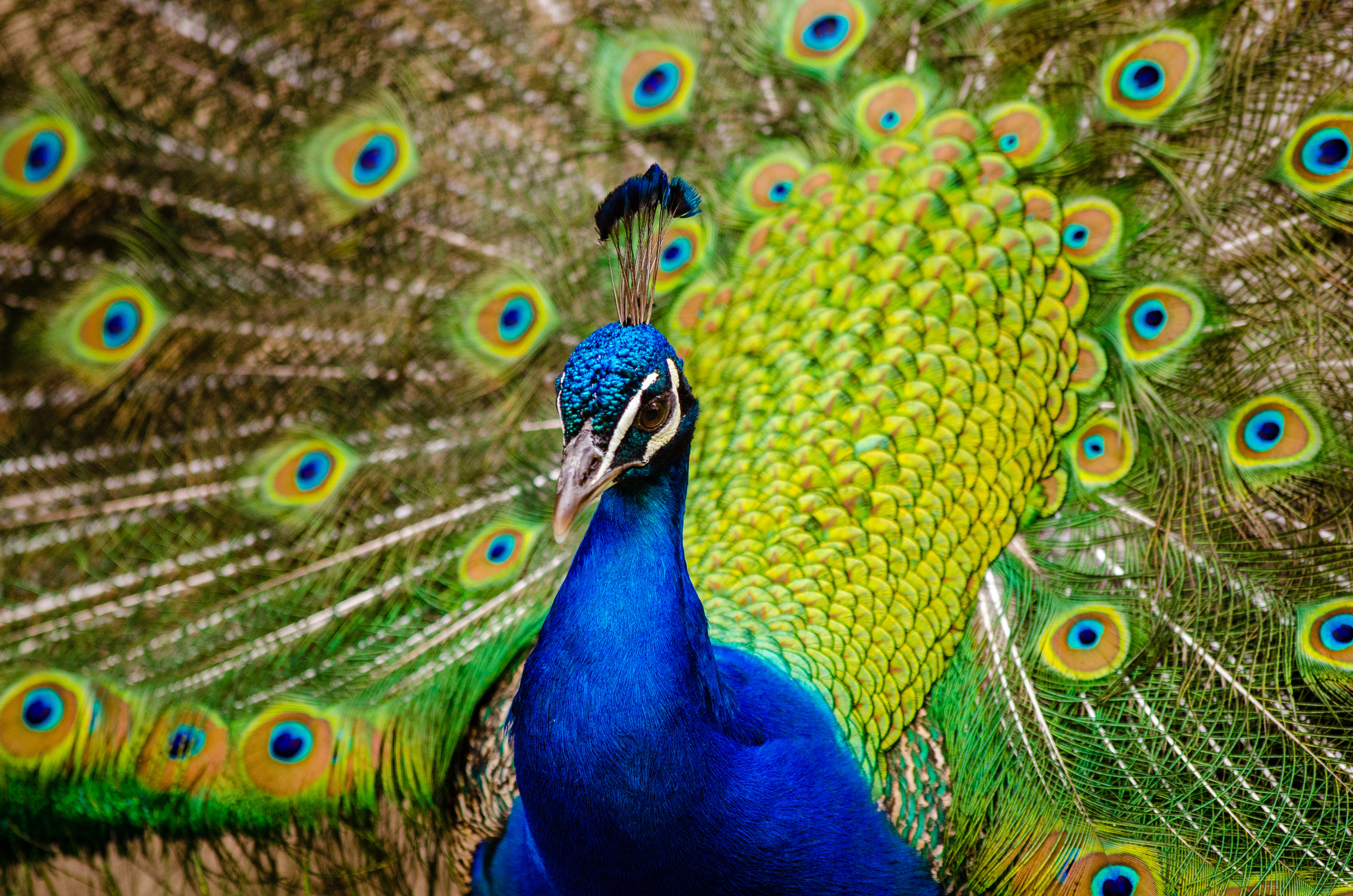 Green Peafowl - HD Wallpaper 