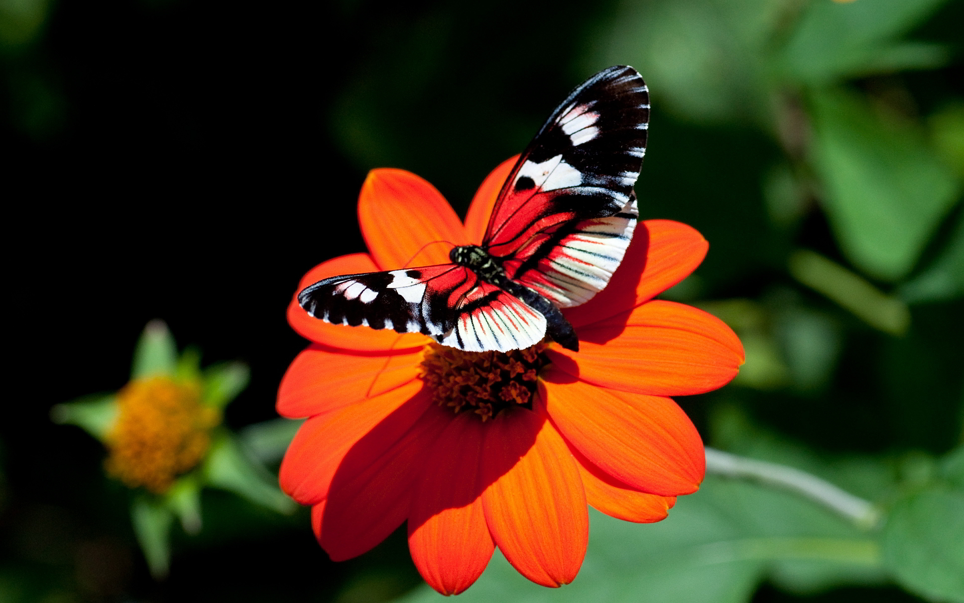 Red Flower Butterfly - HD Wallpaper 