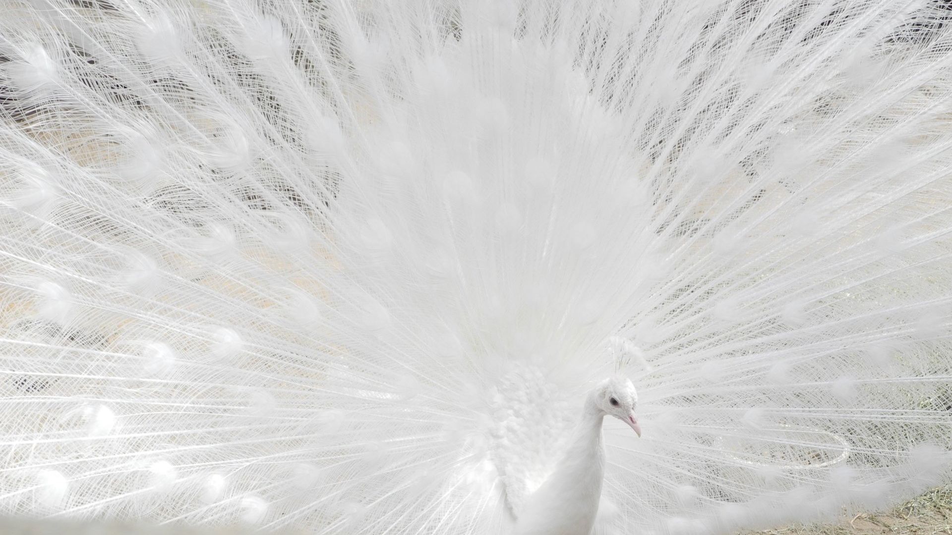 White Peacock Hd Wallpaper - White Peacock White Background - HD Wallpaper 