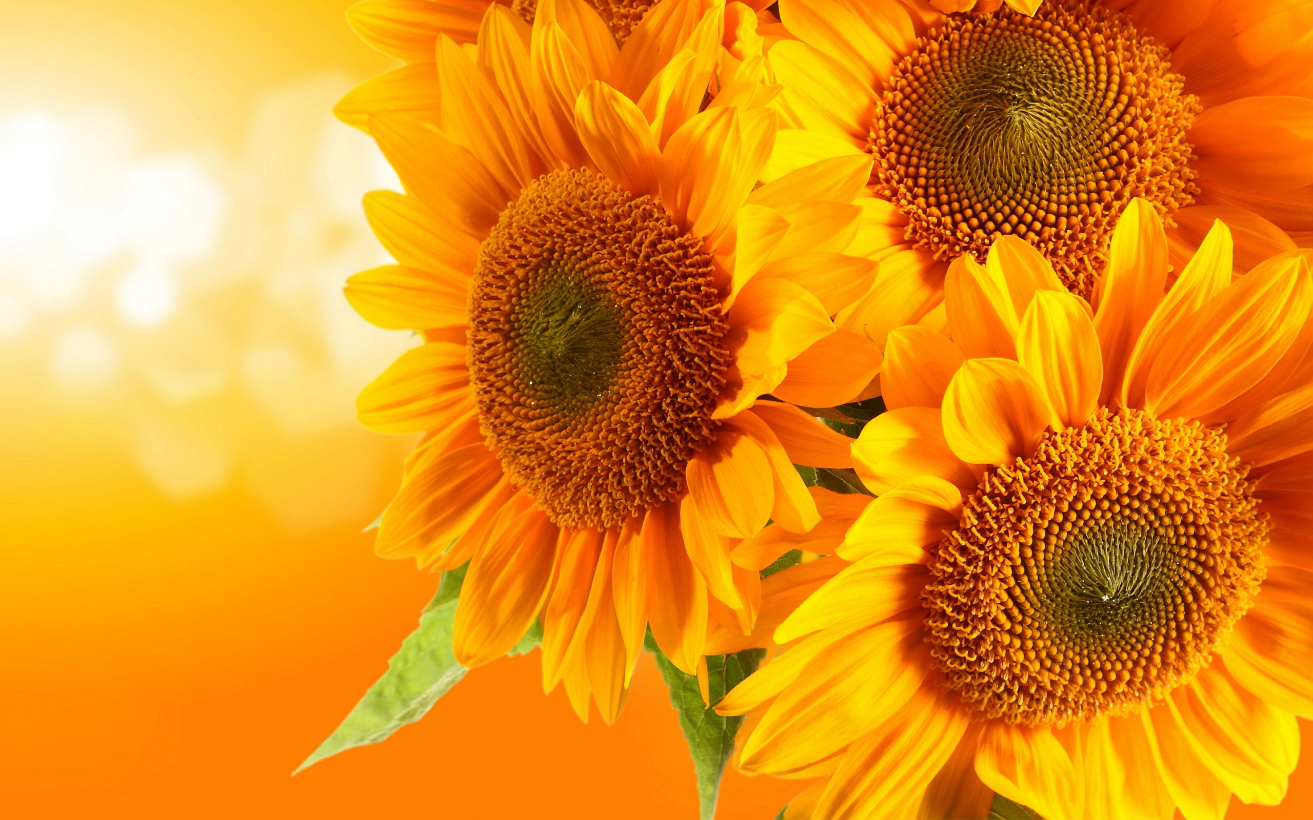 Sun Flower Hd - HD Wallpaper 