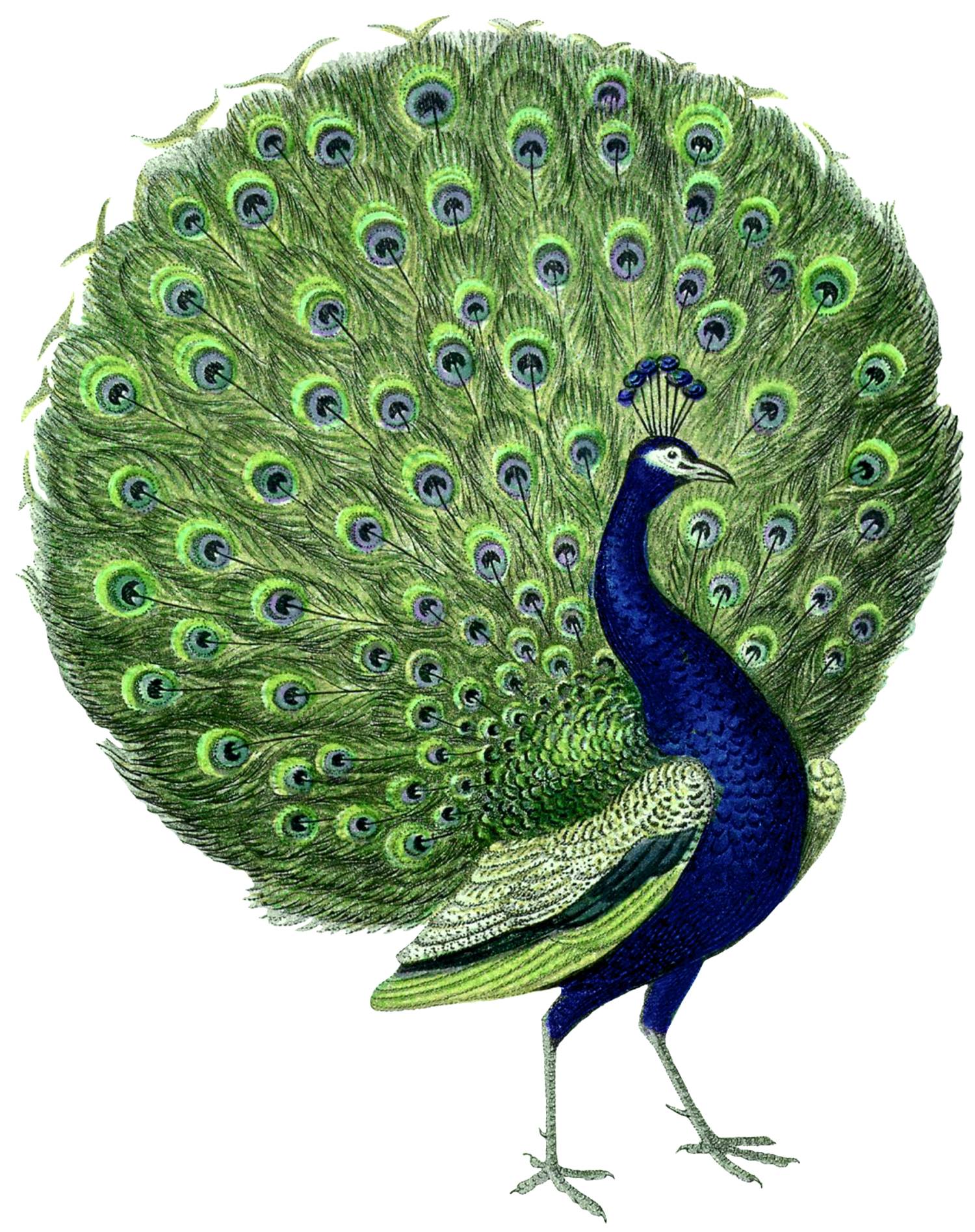 Vintage Peacock - HD Wallpaper 