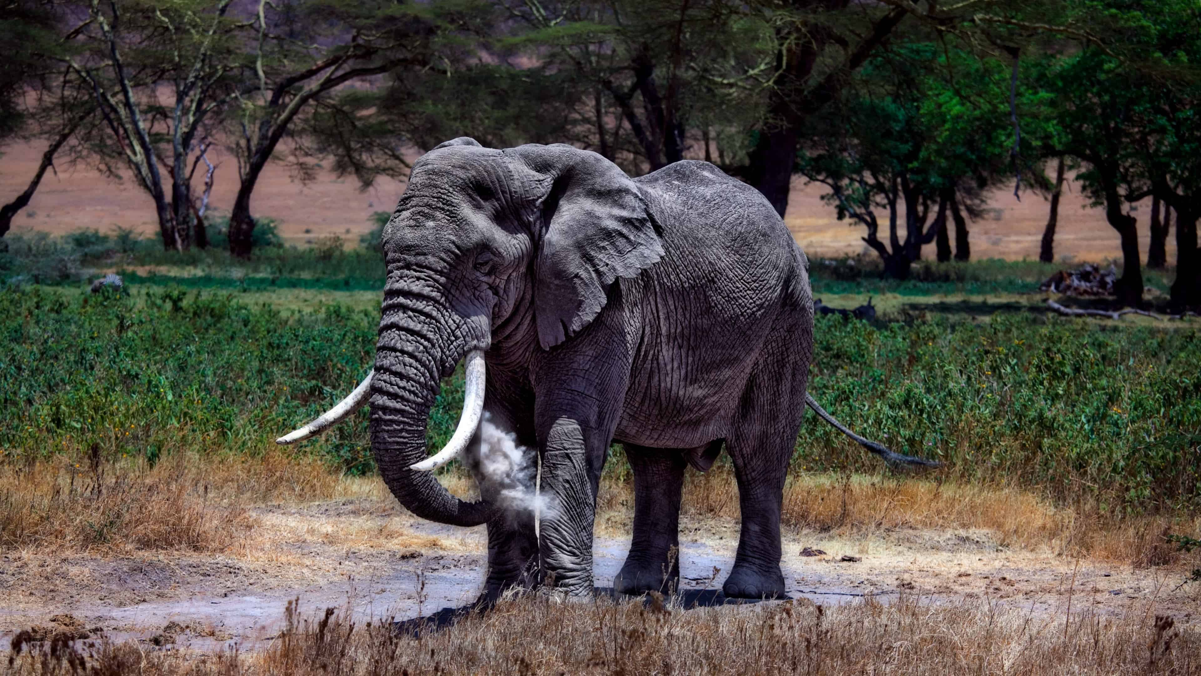 Elephant In Serengeti National Park Tanzania Uhd 4k - Serengeti National Park Uhd - HD Wallpaper 