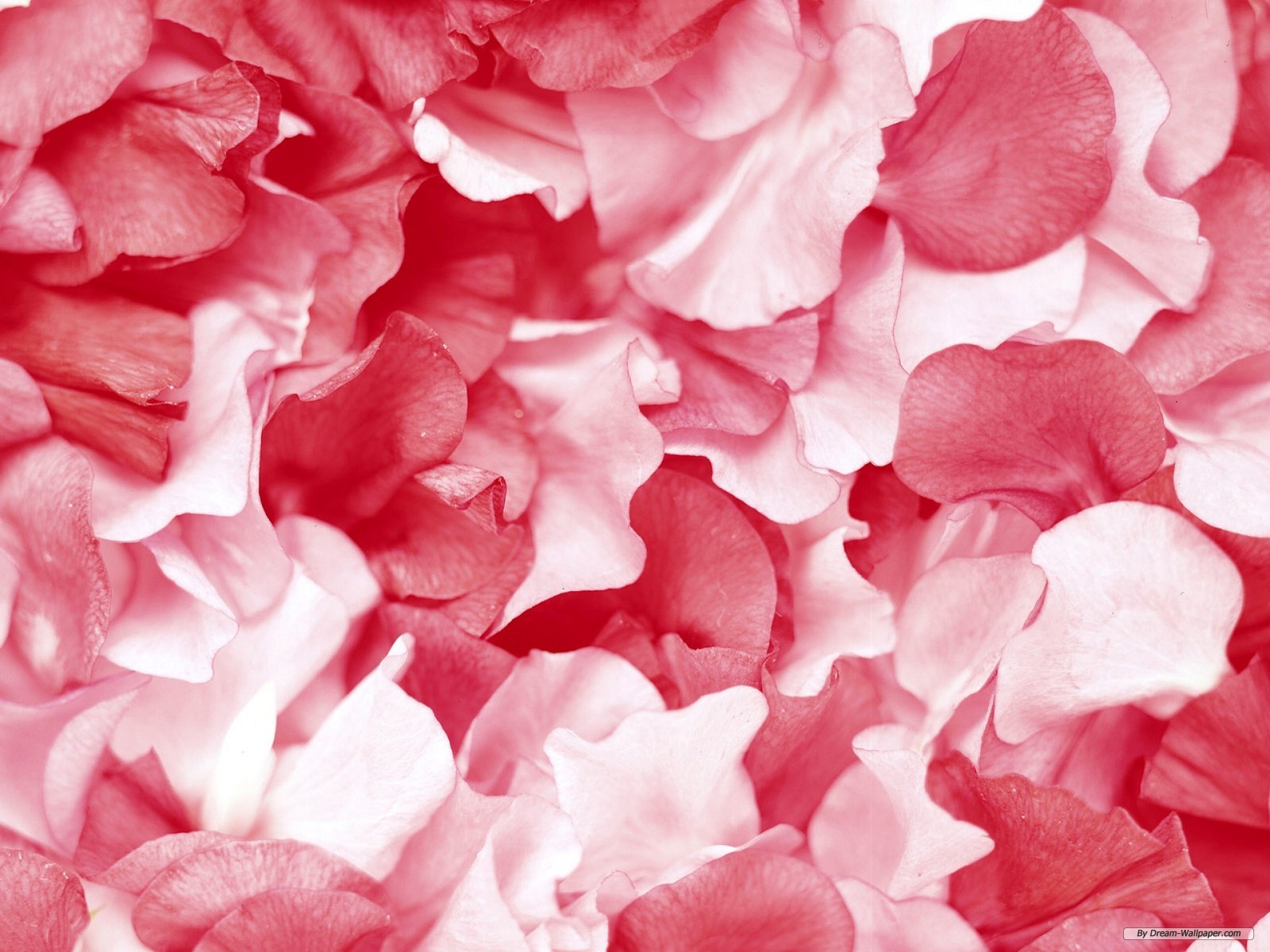 Flower Petal - HD Wallpaper 