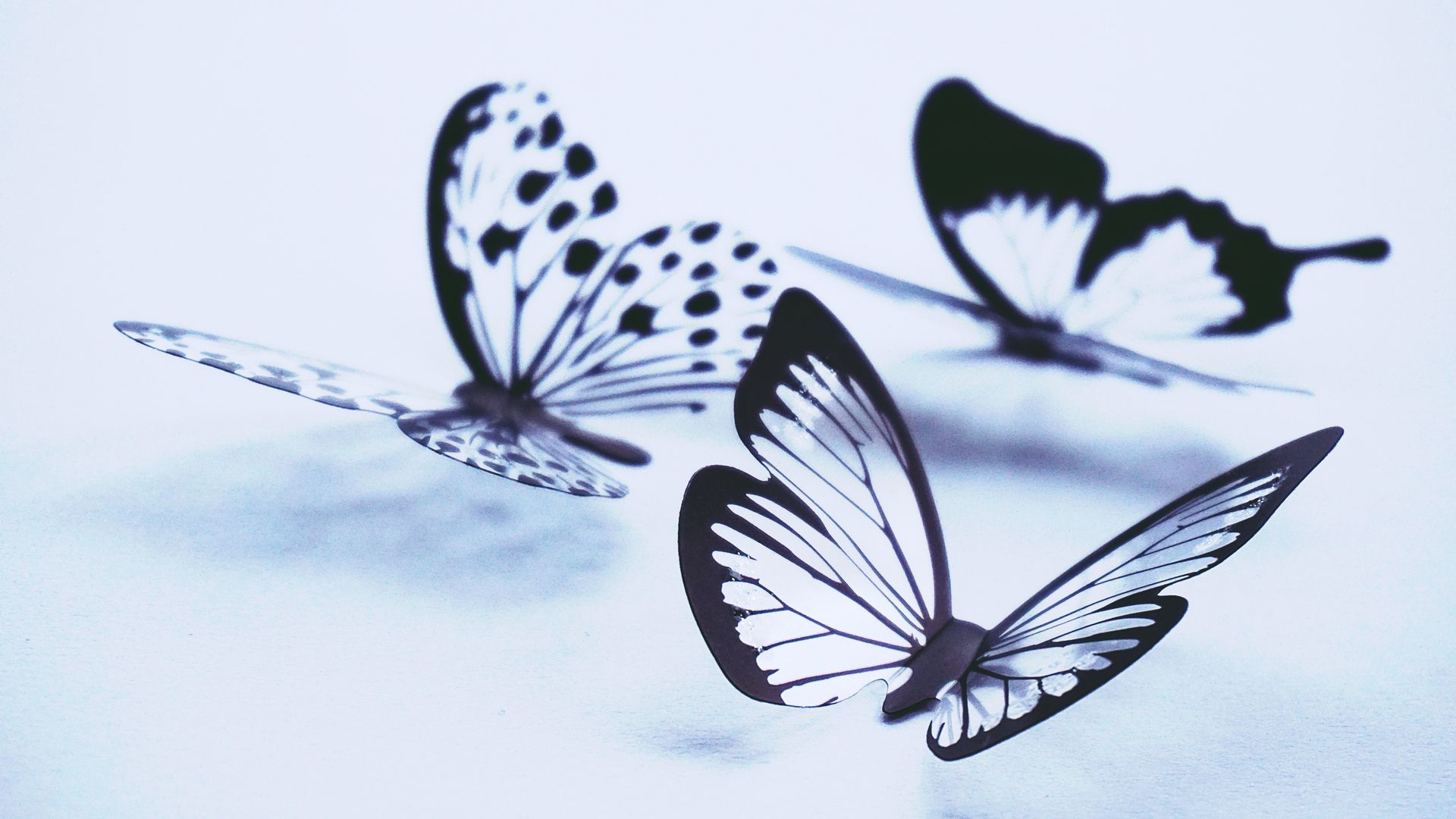 Butterflies Wallpaper - Black Beautiful Butterfly - HD Wallpaper 