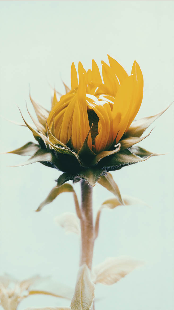 Sunflower Iphone Wallpapers - Mental Health Quotes Sunflower - 736x1308  Wallpaper 