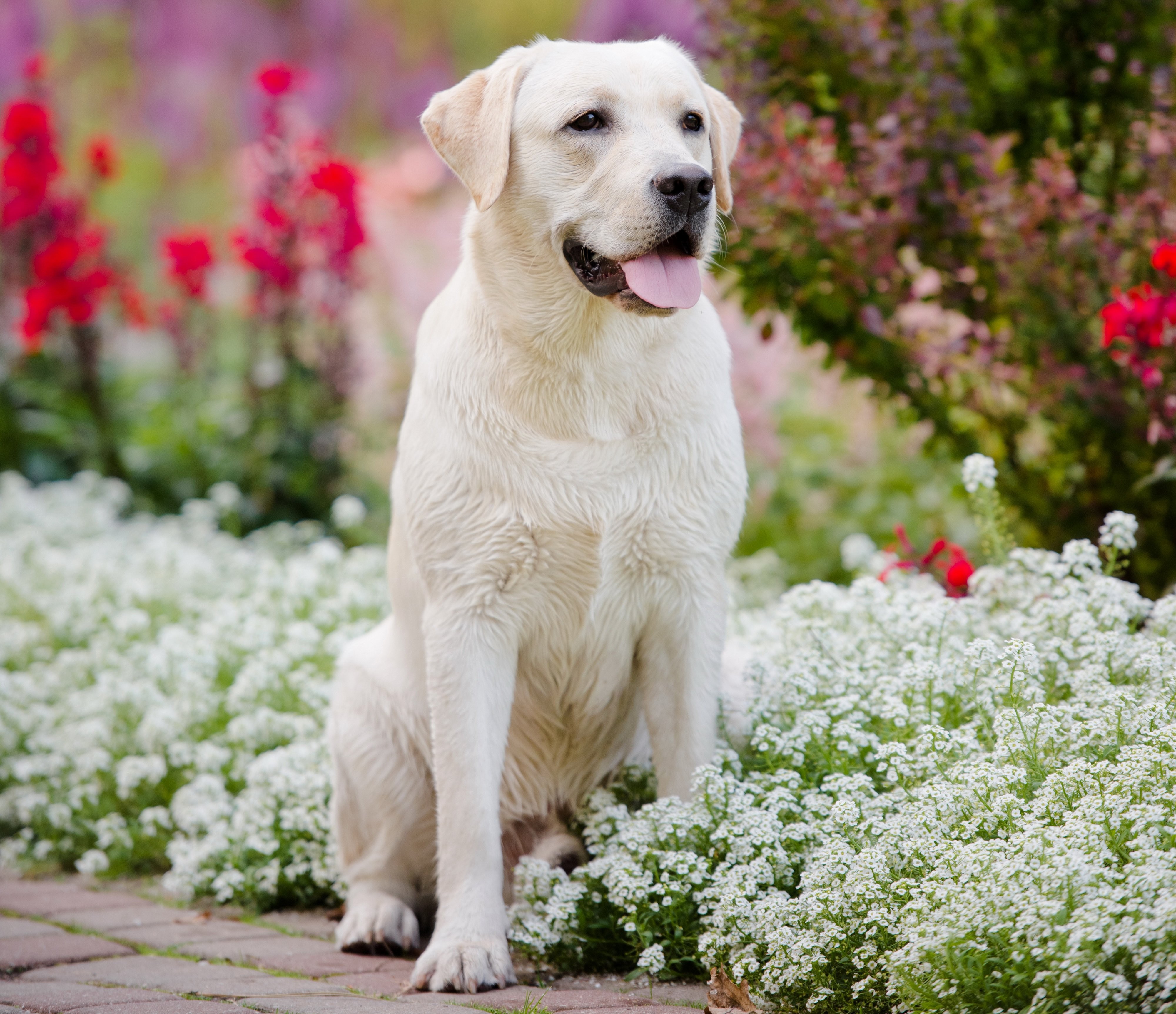 Wallpapers, Download Retriever,hd Wallpaper, Animals, - Dog Images Hd Wallpaper Mobile - 4000x3450 Wallpaper Wallpapers, Download Retriever,hd Wallpaper, Animals, - Dog Images Hd Wallpaper Mobile - 4000x3450 Wallpaper