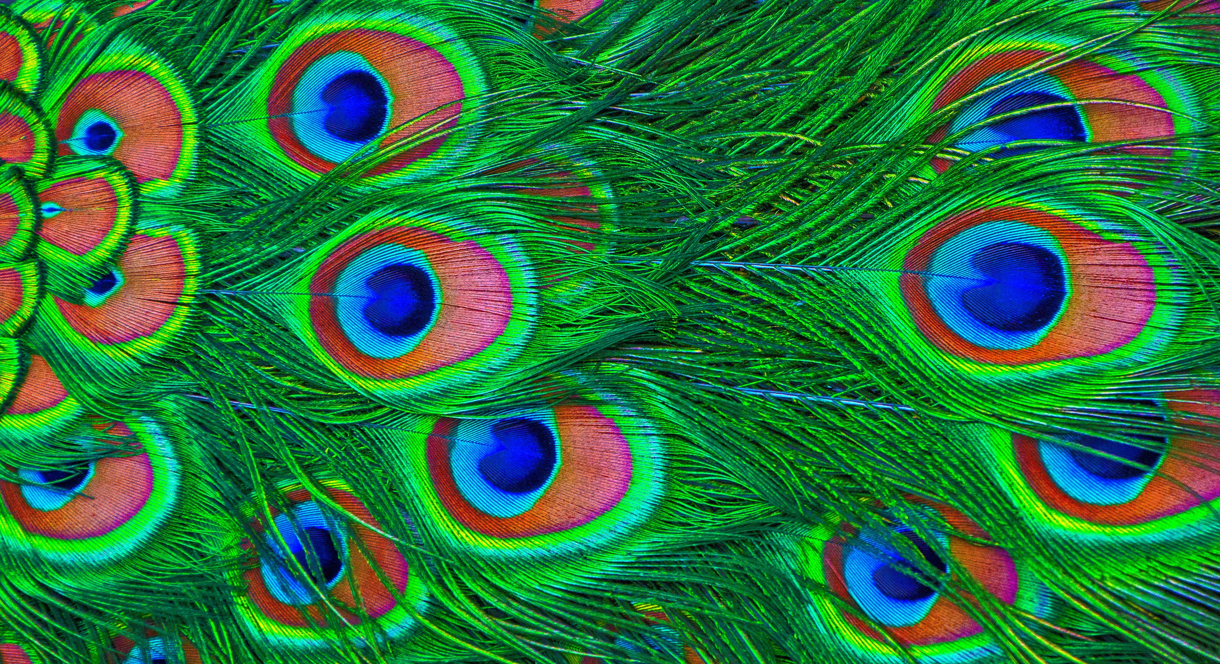 Feather Of Peacock Hd - HD Wallpaper 