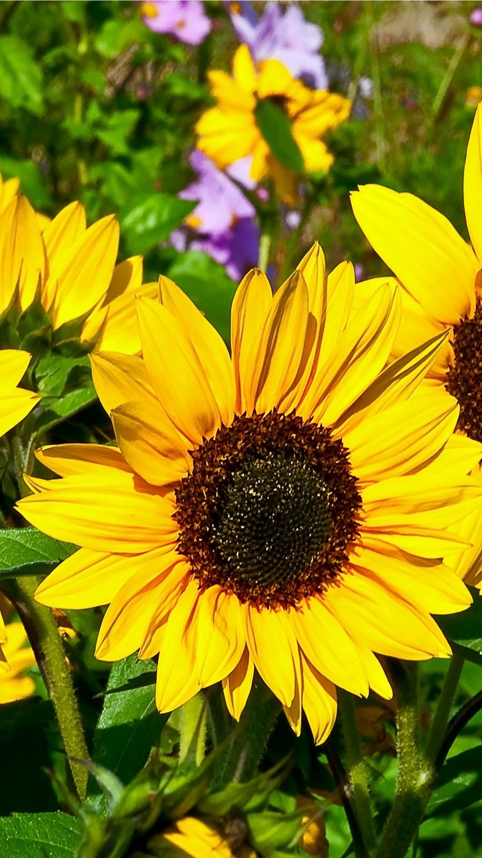 Wallpaper Sunflowers, Summer, Green, Sunny - Wallpaper - HD Wallpaper 