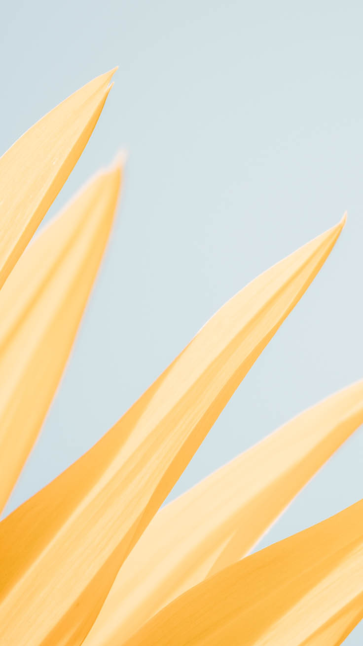 Sunflower Iphone Wallpapers - Beige - HD Wallpaper 