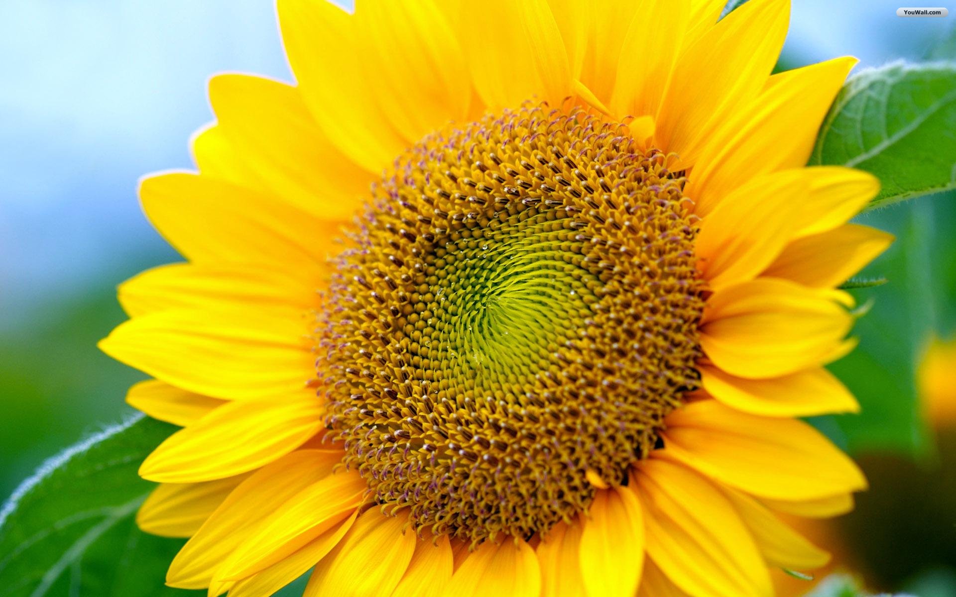 Free Sunflower Wallpaper - Bunga Matahari Full Hd - HD Wallpaper 