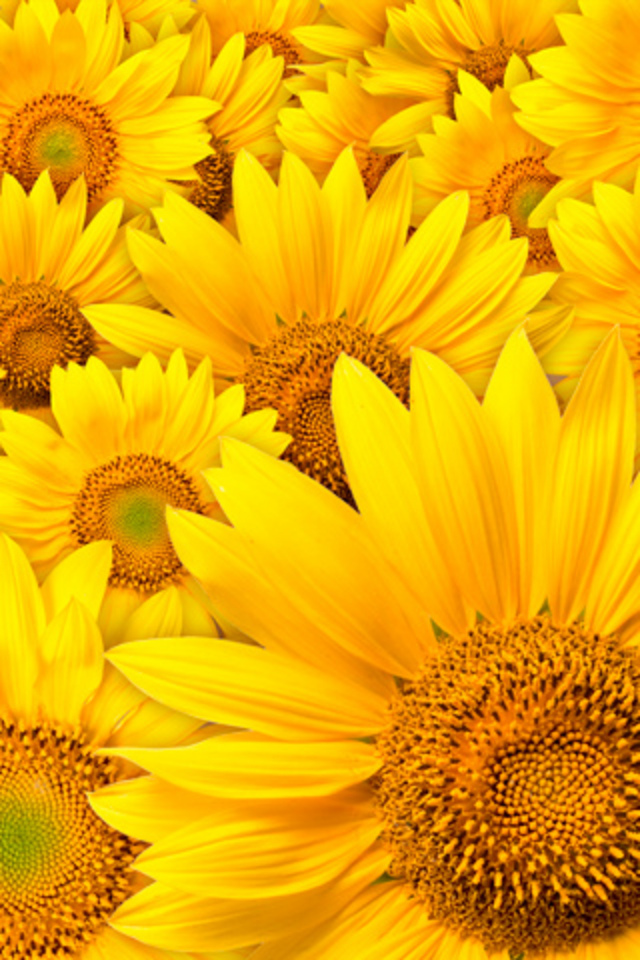 Flower Sunflower Field Android Wallpaper - Iphone Wallpaper Sunflower -  640x960 Wallpaper 