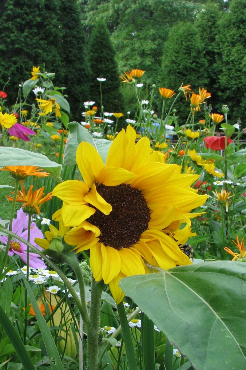 Wallpaper Sunflowers, Daisies, Kosmeya, Flowers, Meadow, - Wallpaper - HD Wallpaper 