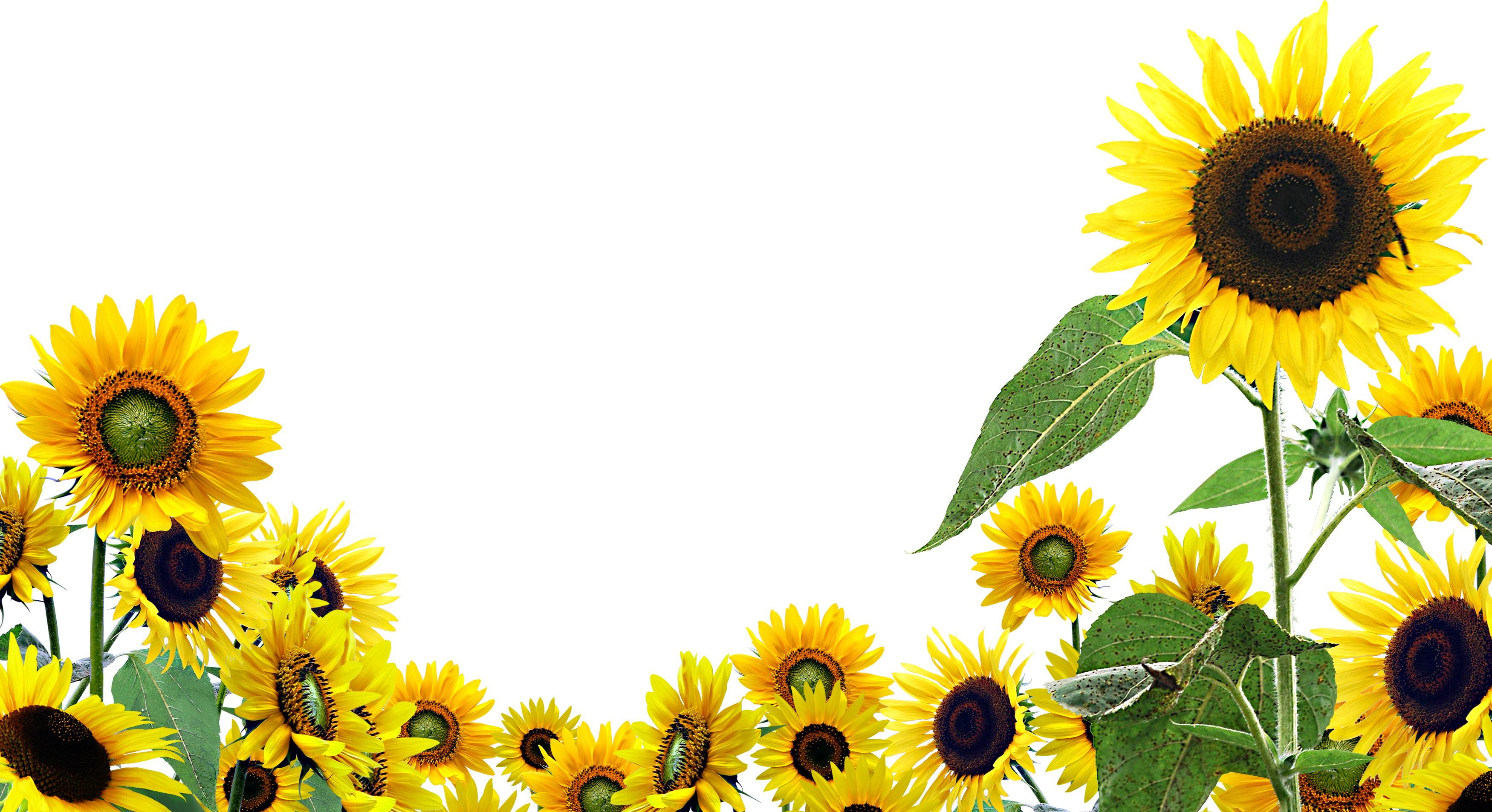 Sunflower Wallpapers-57w469b - HD Wallpaper 