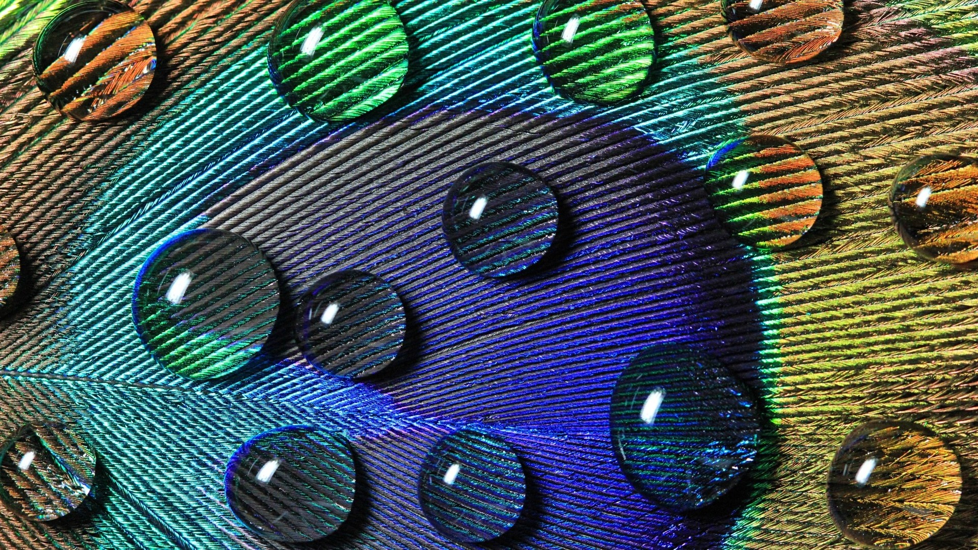 1920x1080, Peacock Feathers Desktop Wallpapers - Peacock Feather Wallpaper For Mobile - 1920x1080 Wallpaper 1920x1080, Peacock Feathers Desktop Wallpapers - Peacock Feather Wallpaper For Mobile - 1920x1080 Wallpaper
