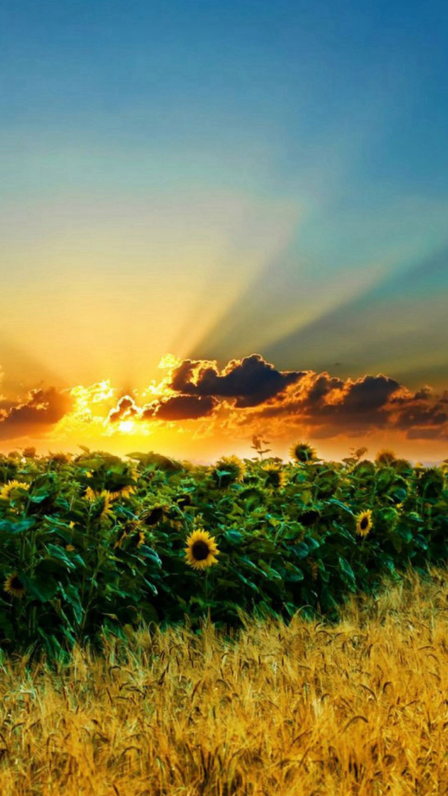 Natural Scenery Sunflowers Iphone Wallpaper - Natural Scenery Wallpaper Of Iphone - HD Wallpaper 