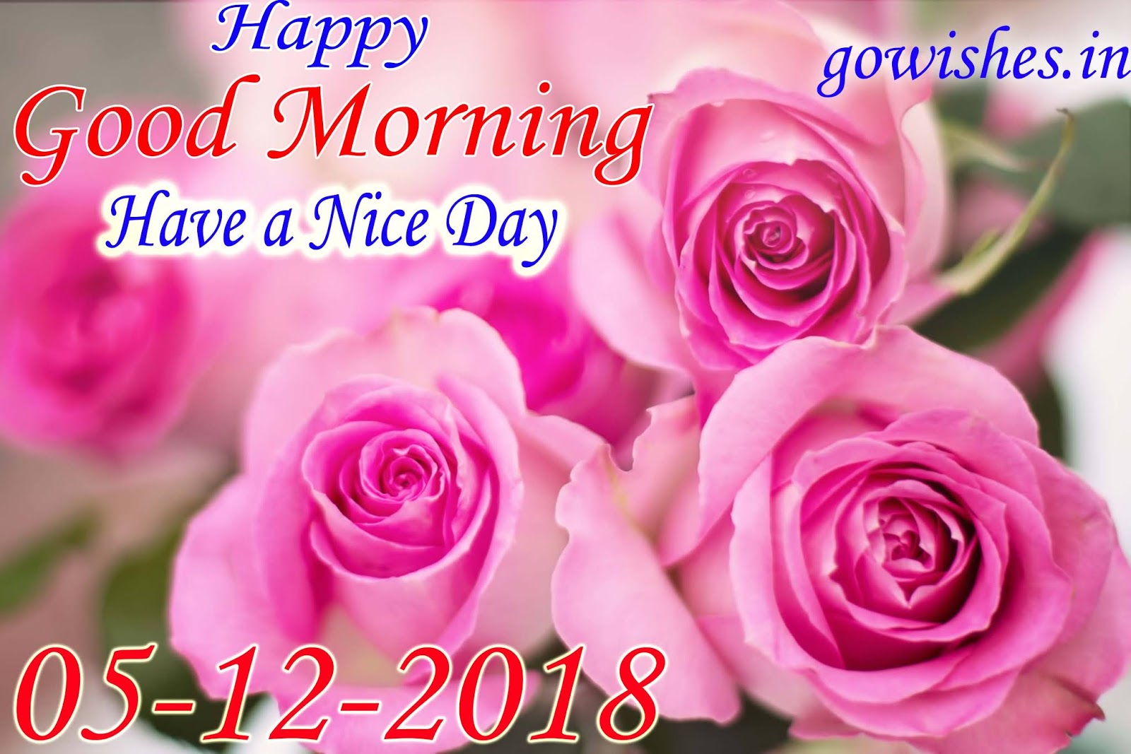 Pink Rose - HD Wallpaper 