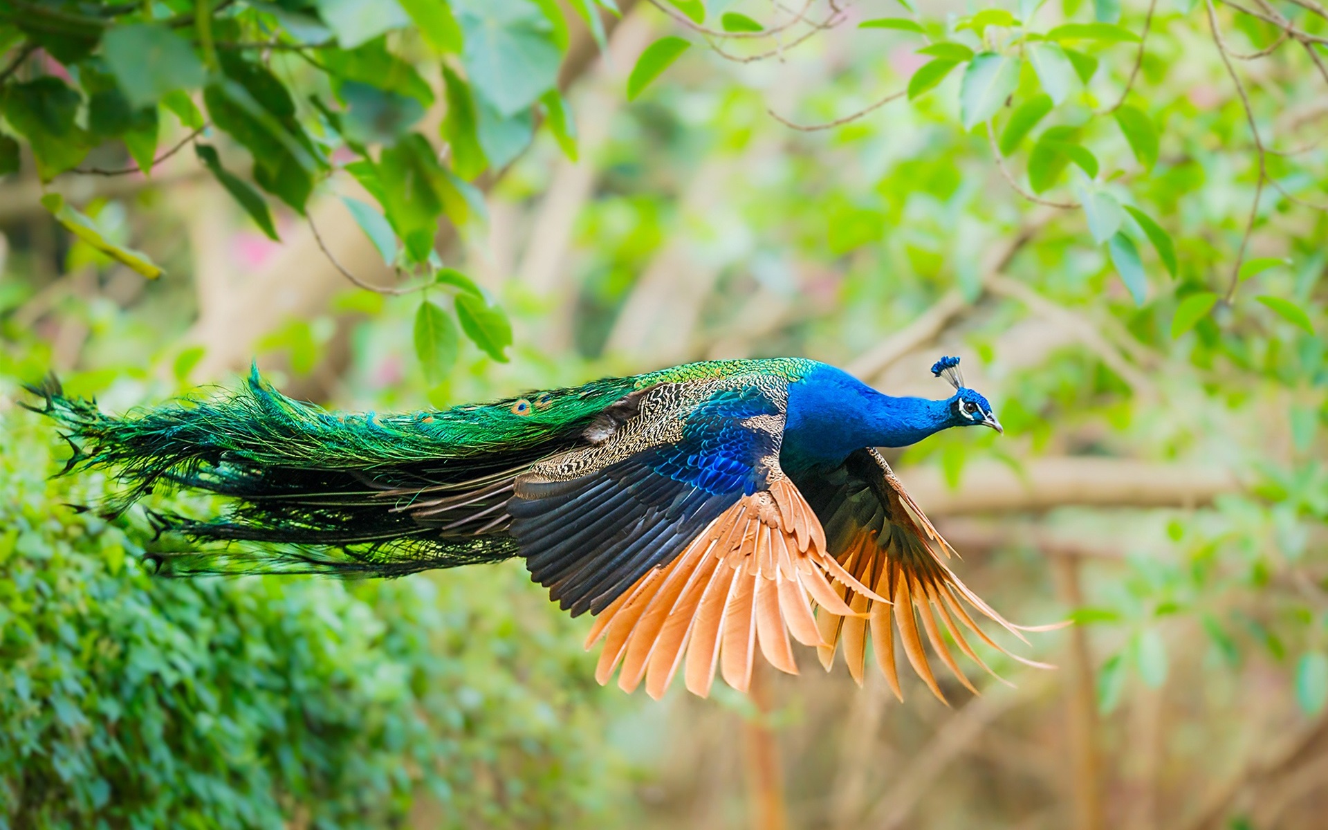 Wallpaper Peacock Flight - Peacock Flying Images Hd - HD Wallpaper 