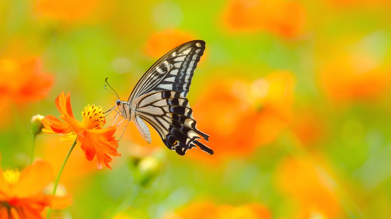 Ultra Hd Butterfly 4k - HD Wallpaper 