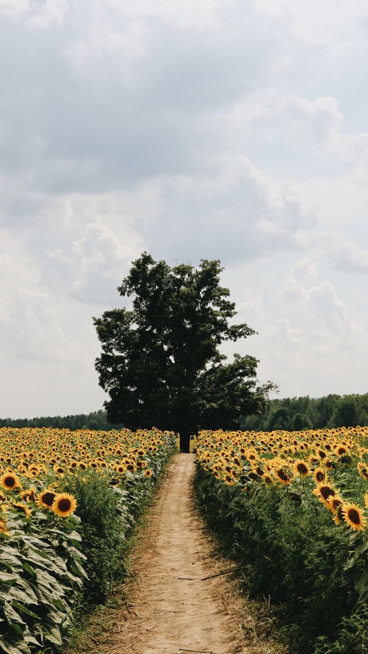 Background Nature - HD Wallpaper 