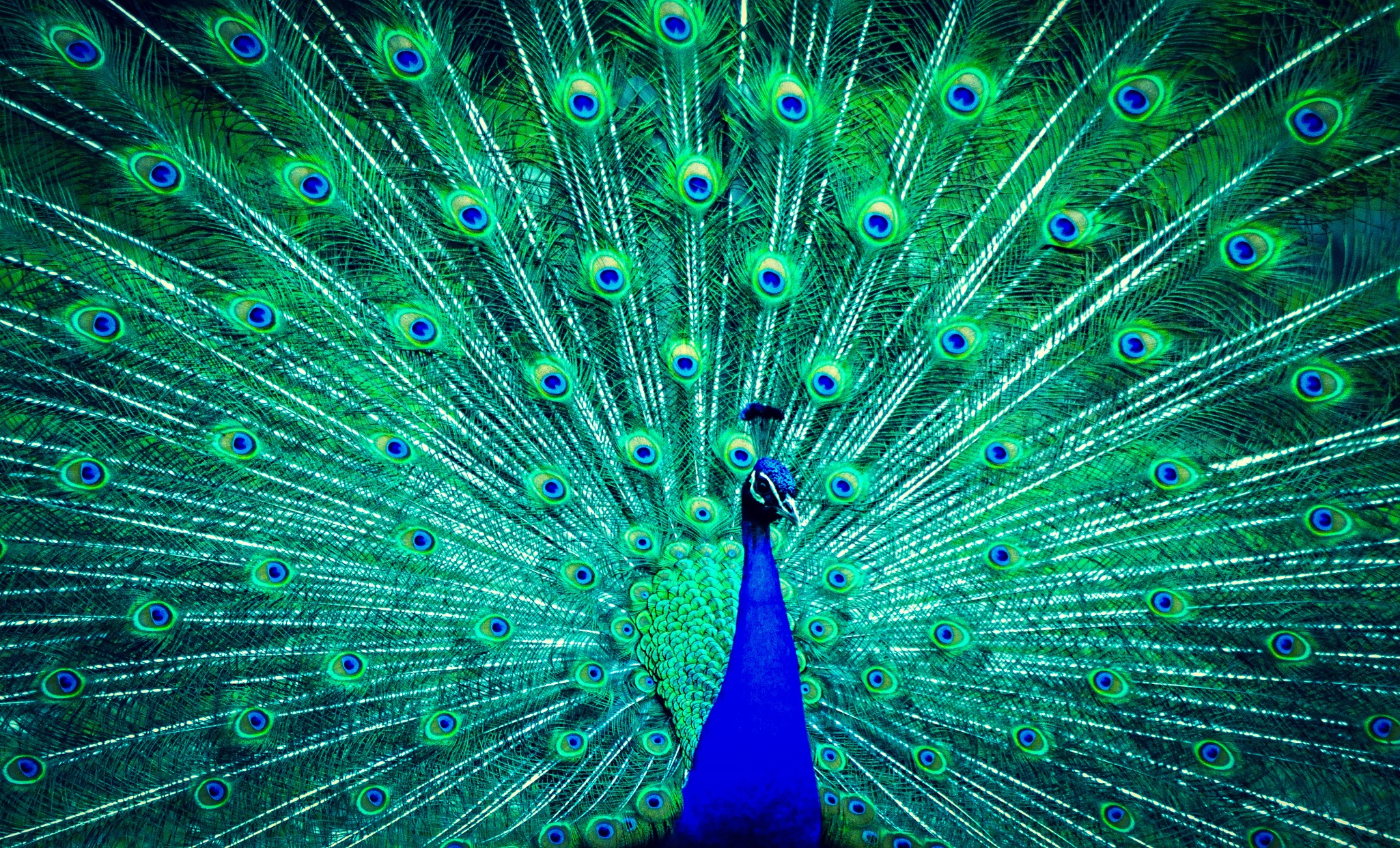 Peacock Blue And Green - HD Wallpaper 