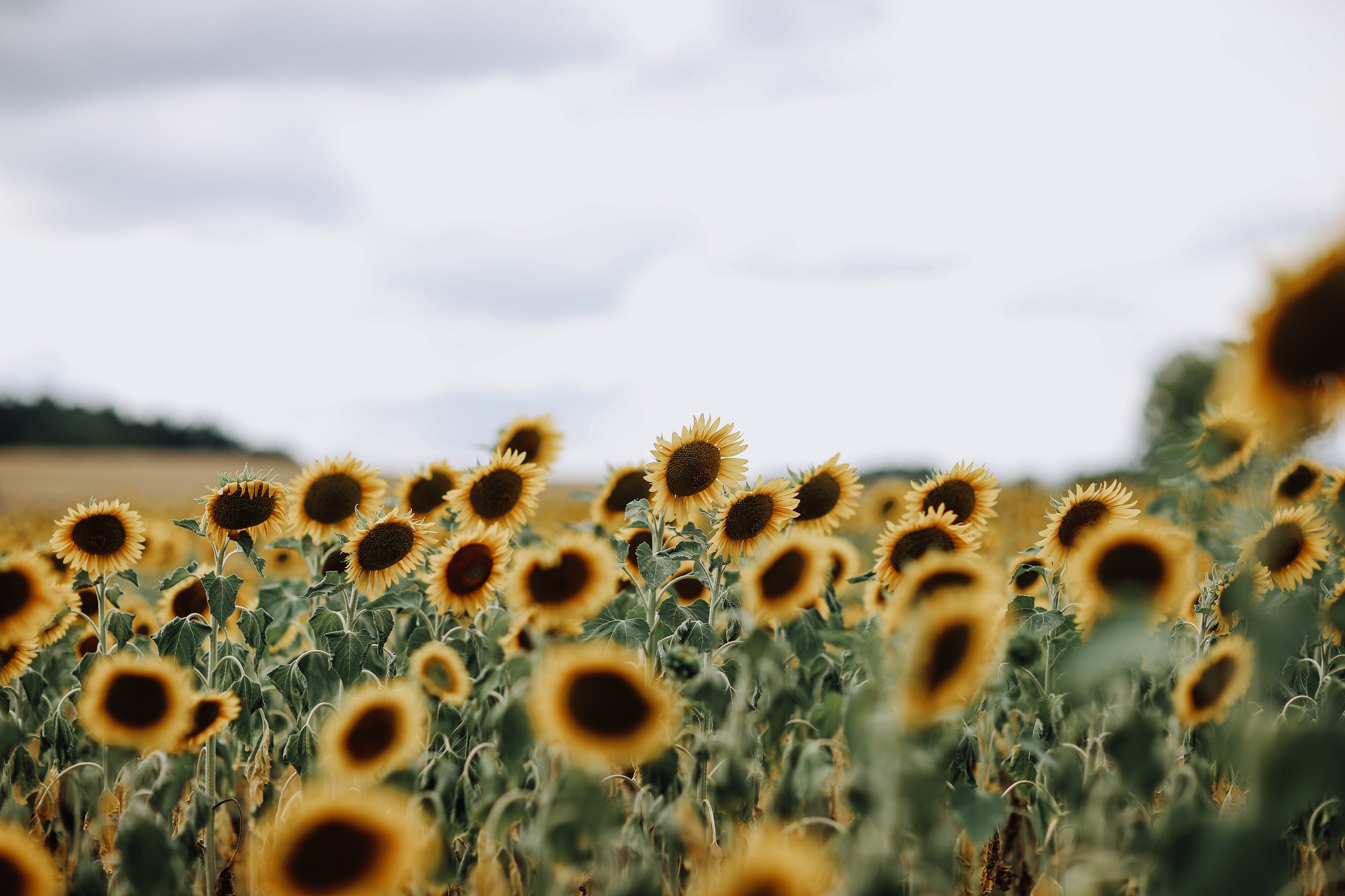 Sunflower Field - HD Wallpaper 